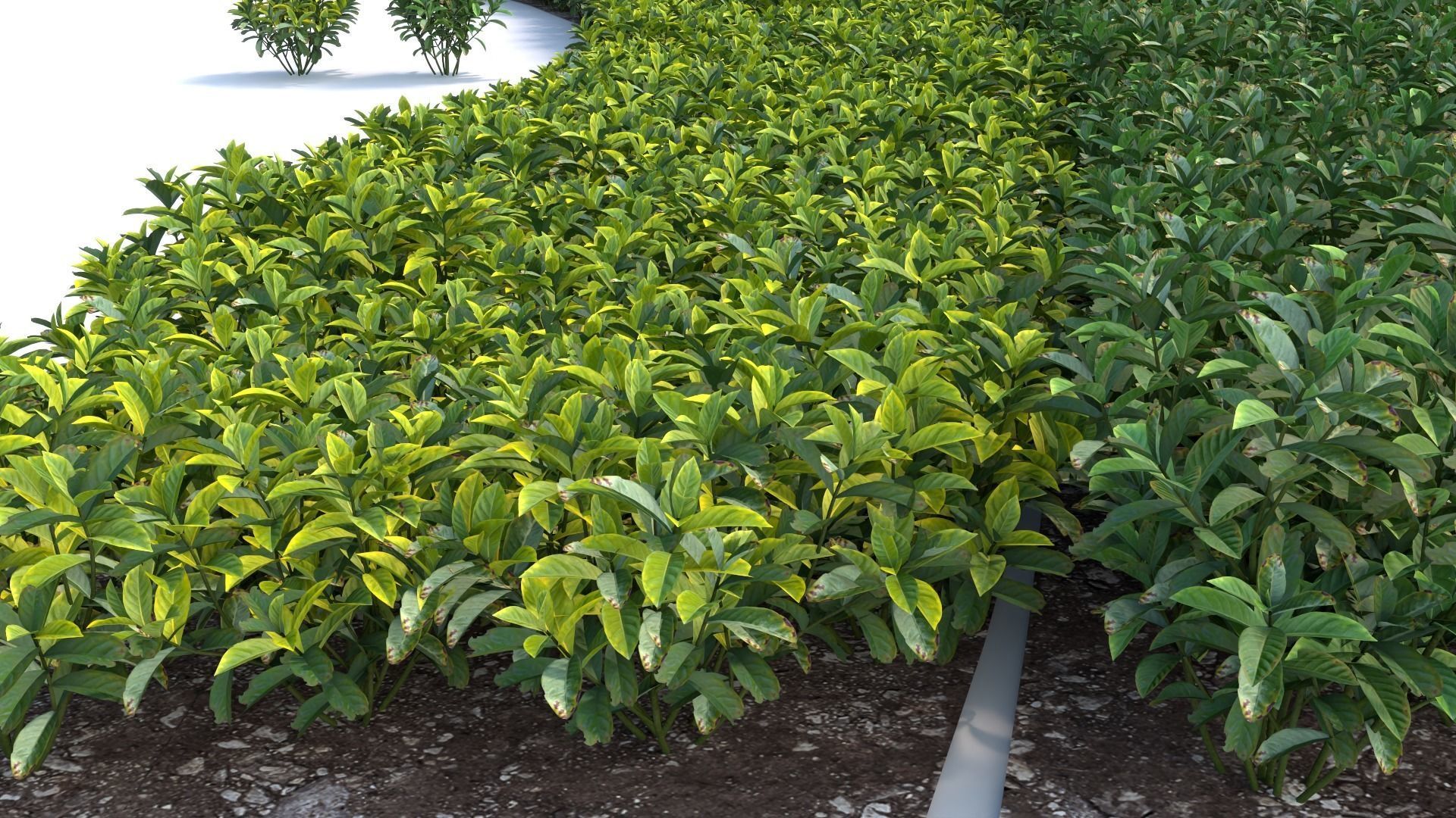 3D Landscape and shrub 3D models 3D model_4