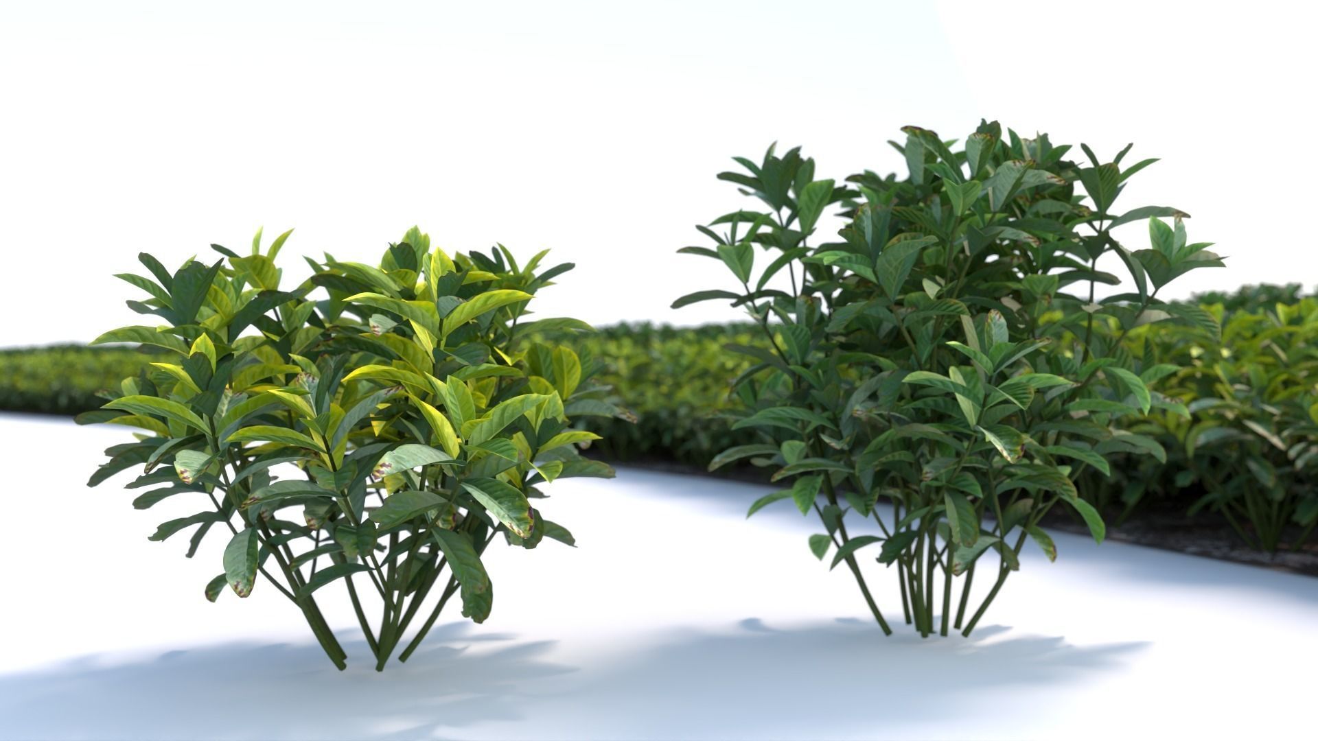 3D Landscape and shrub 3D models 3D model_10