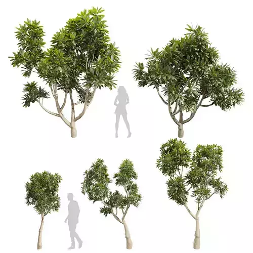 Collection plant vol 572 - plumeria - obtusa - tree 3D model