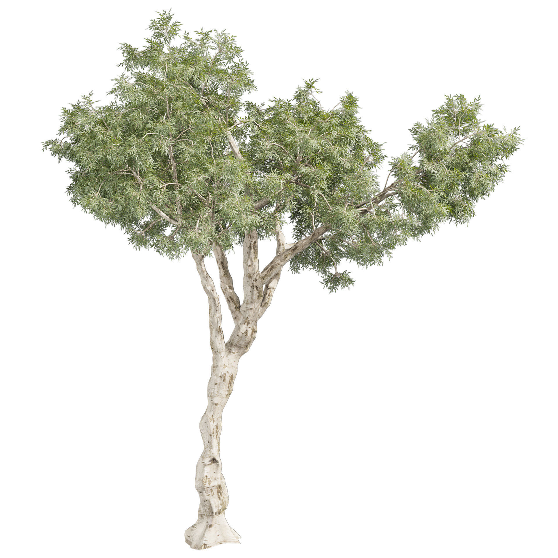 Collection plant vol 572 - Eucalyptus - Pauciflora - tree 3D model_5