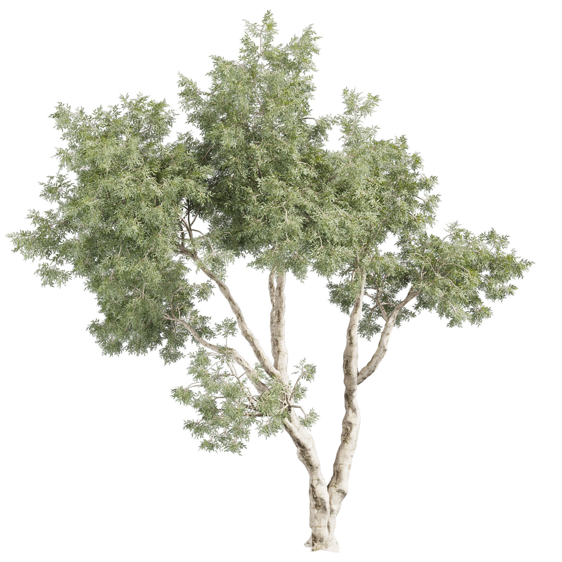 Collection plant vol 572 - Eucalyptus - Pauciflora - tree 3D model_4
