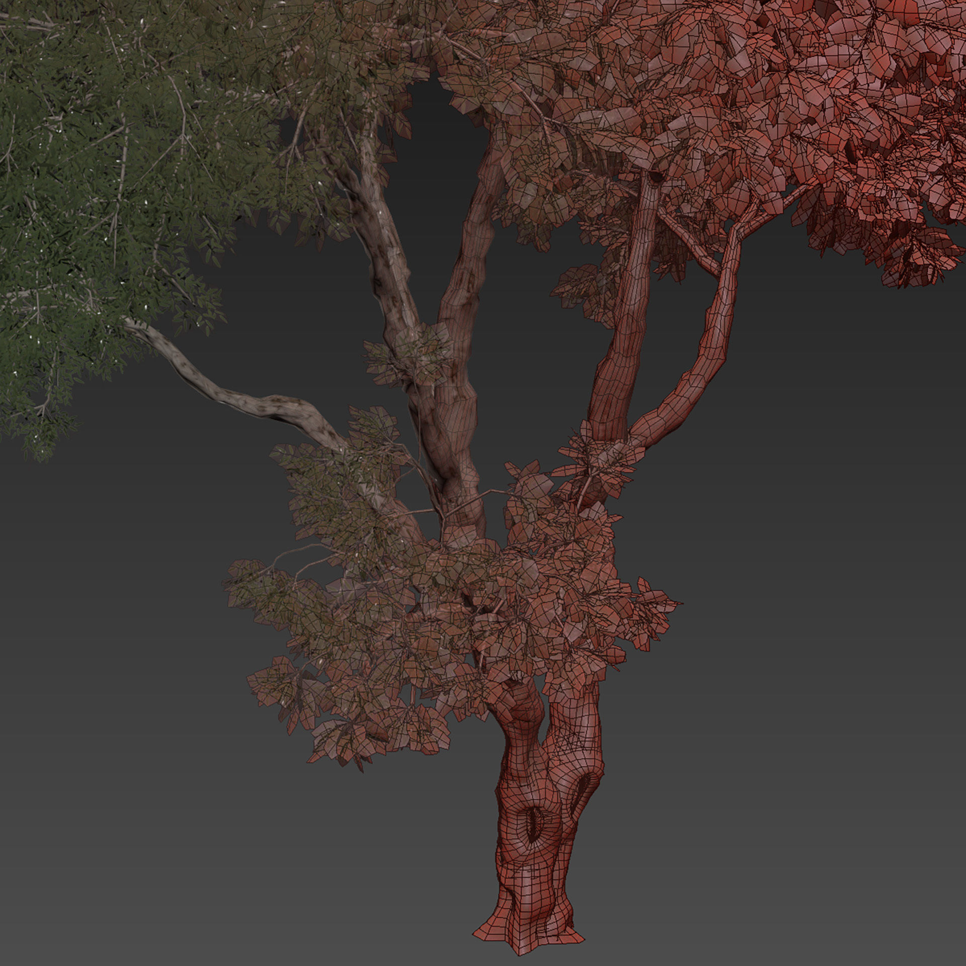 Collection plant vol 572 - Eucalyptus - Pauciflora - tree 3D model_6