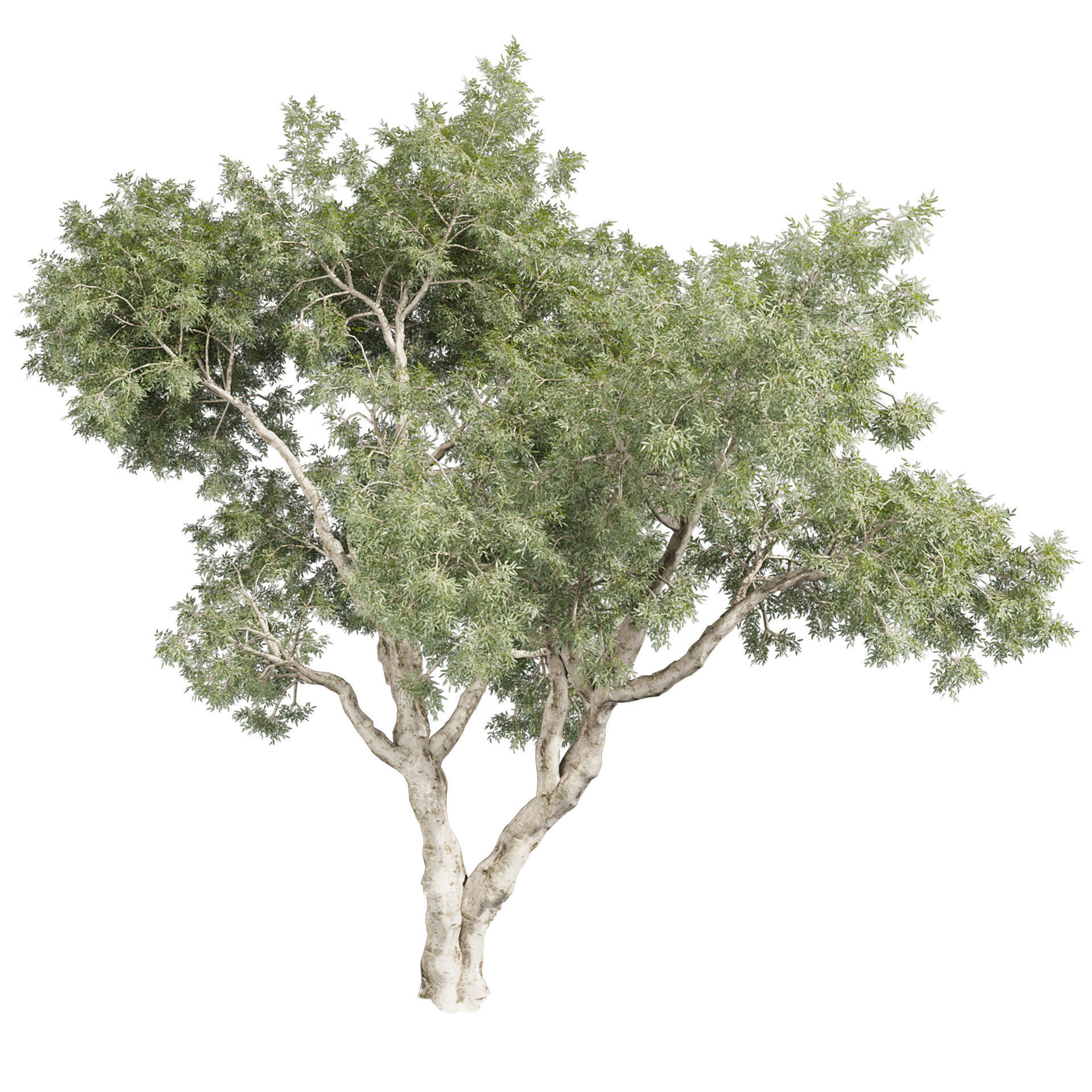 Collection plant vol 572 - Eucalyptus - Pauciflora - tree 3D model_2