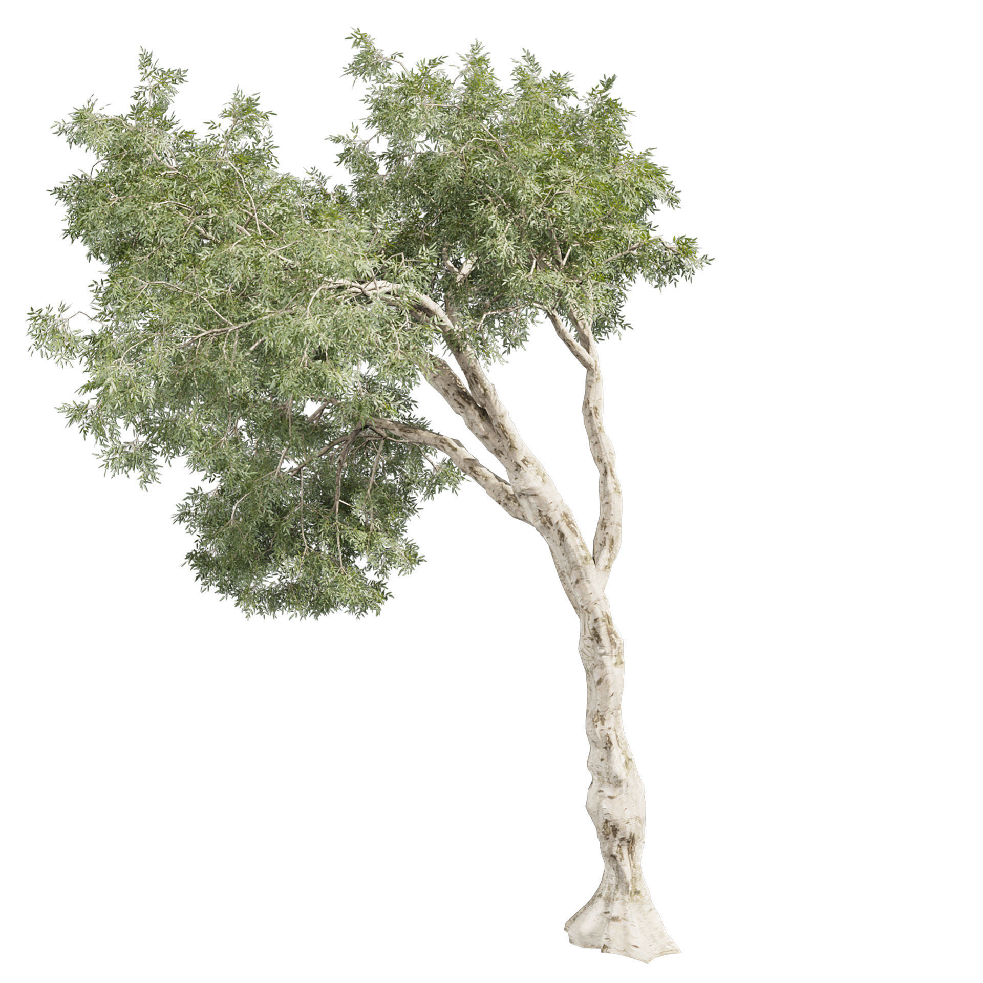 Collection plant vol 572 - Eucalyptus - Pauciflora - tree 3D model_3