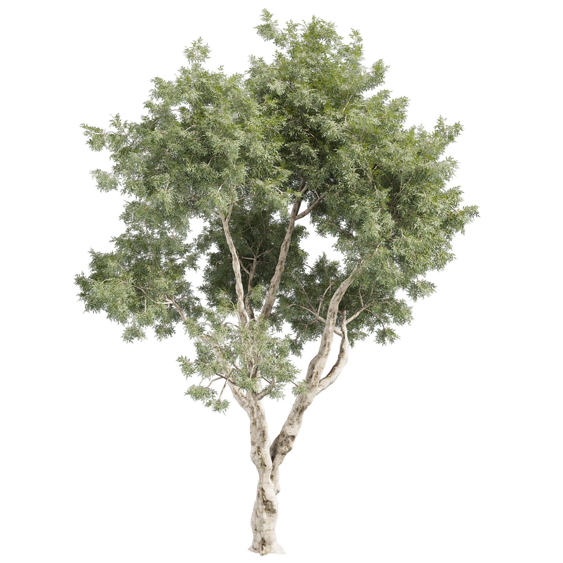 Collection plant vol 572 - Eucalyptus - Pauciflora - tree 3D model_1