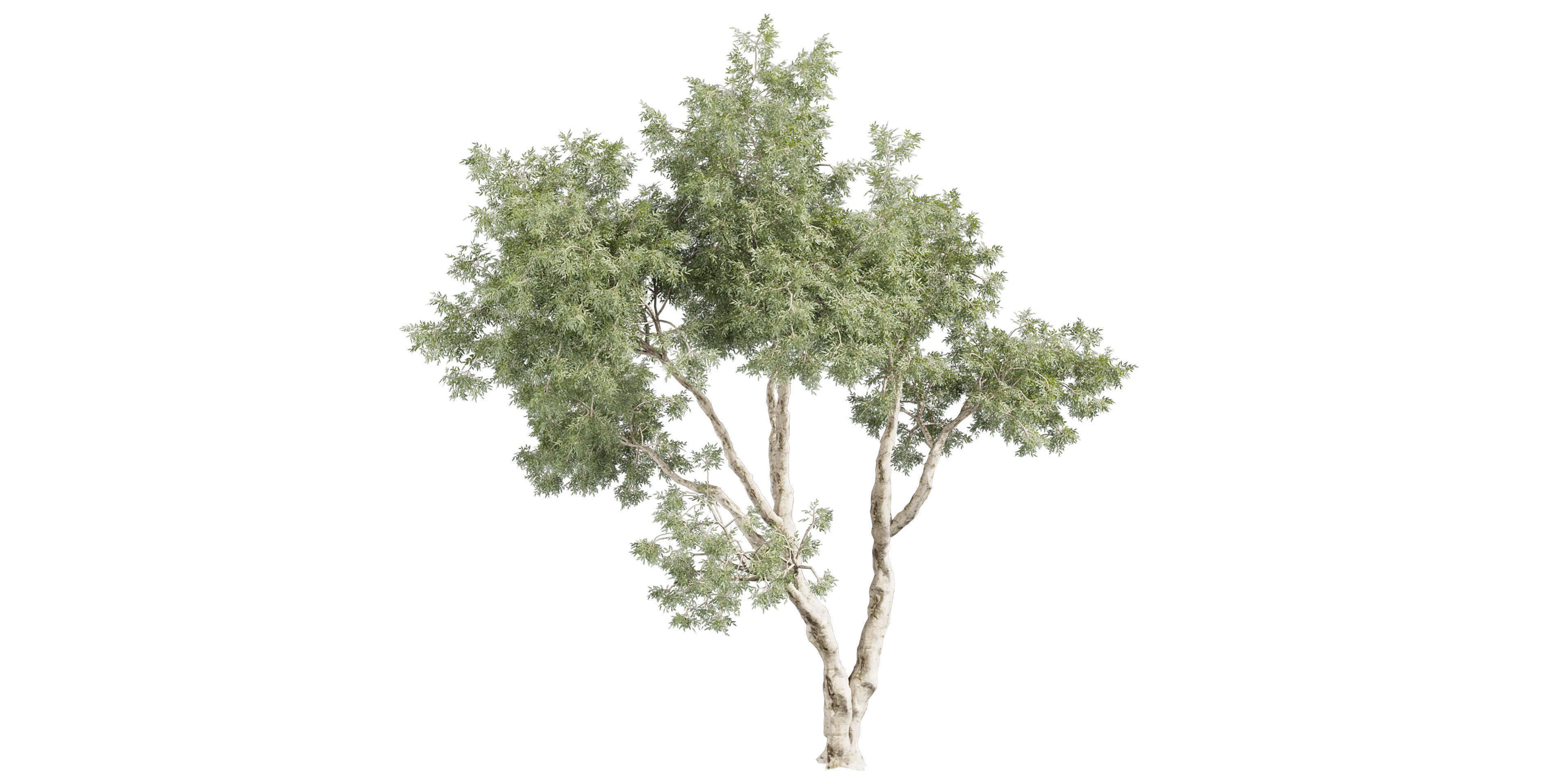 Collection plant vol 572 - Eucalyptus - Pauciflora - blender 3D model_4