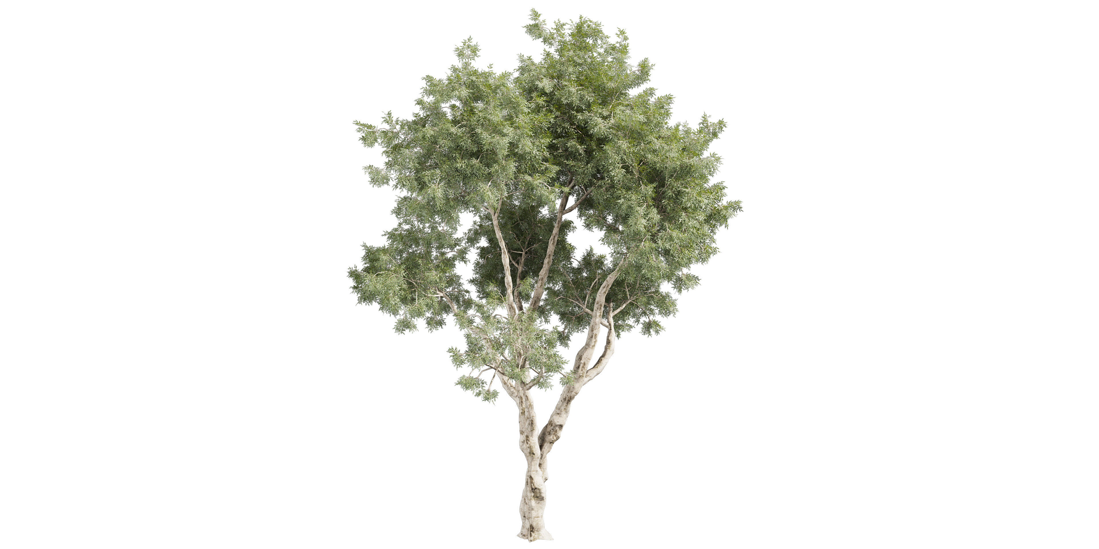 Collection plant vol 572 - Eucalyptus - Pauciflora - blender 3D model_1