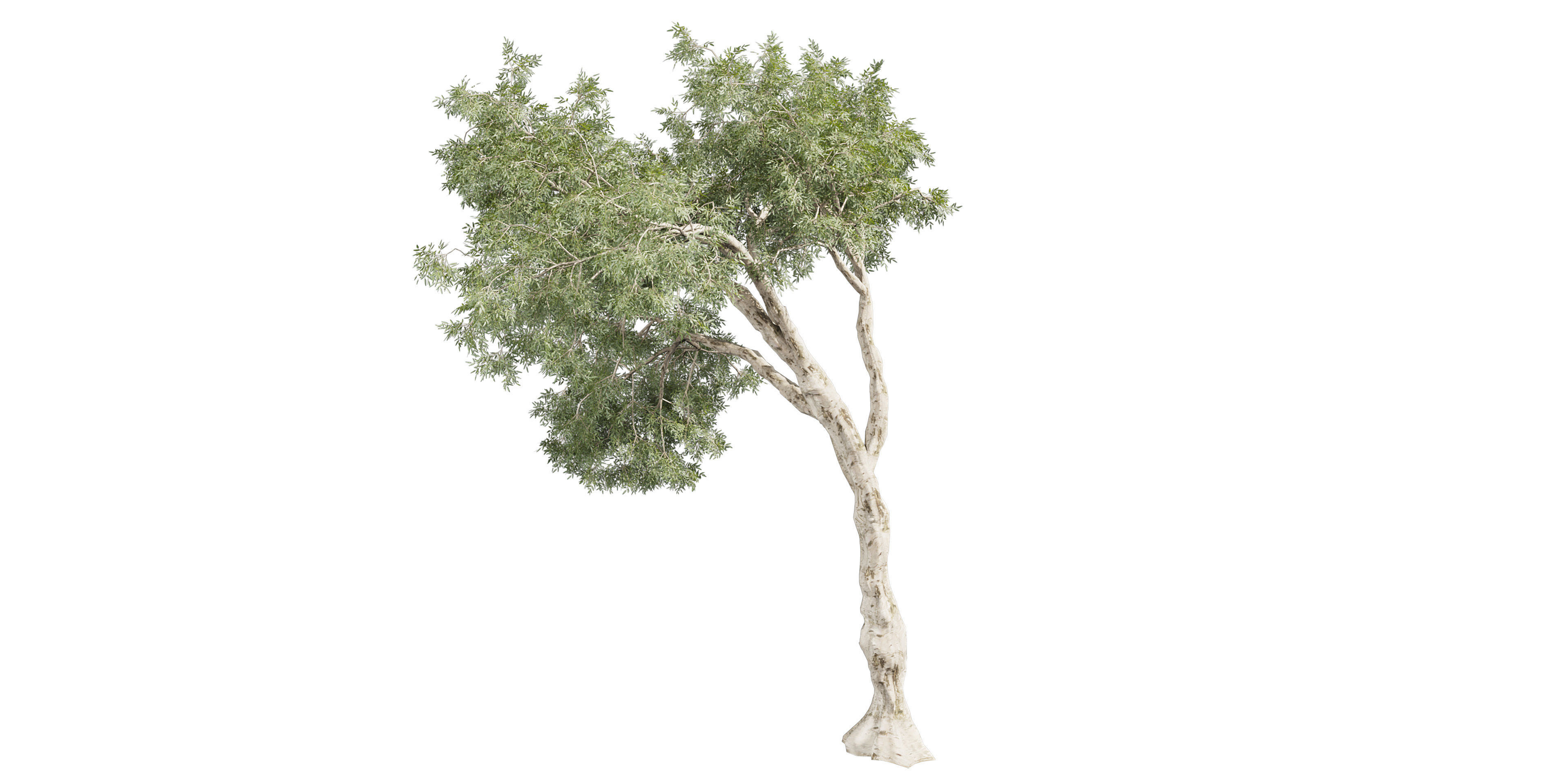 Collection plant vol 572 - Eucalyptus - Pauciflora - blender 3D model_3