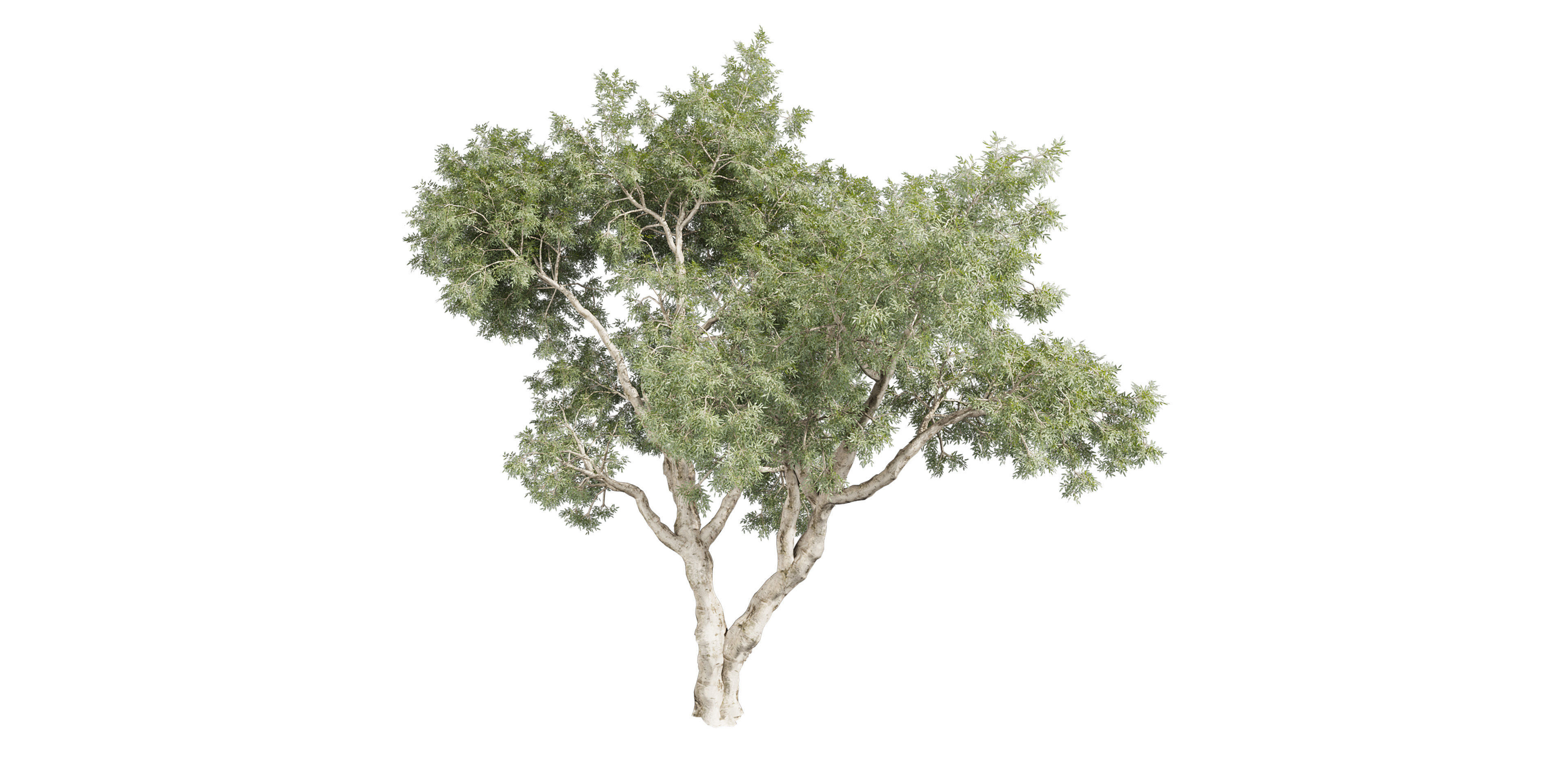 Collection plant vol 572 - Eucalyptus - Pauciflora - blender 3D model_2