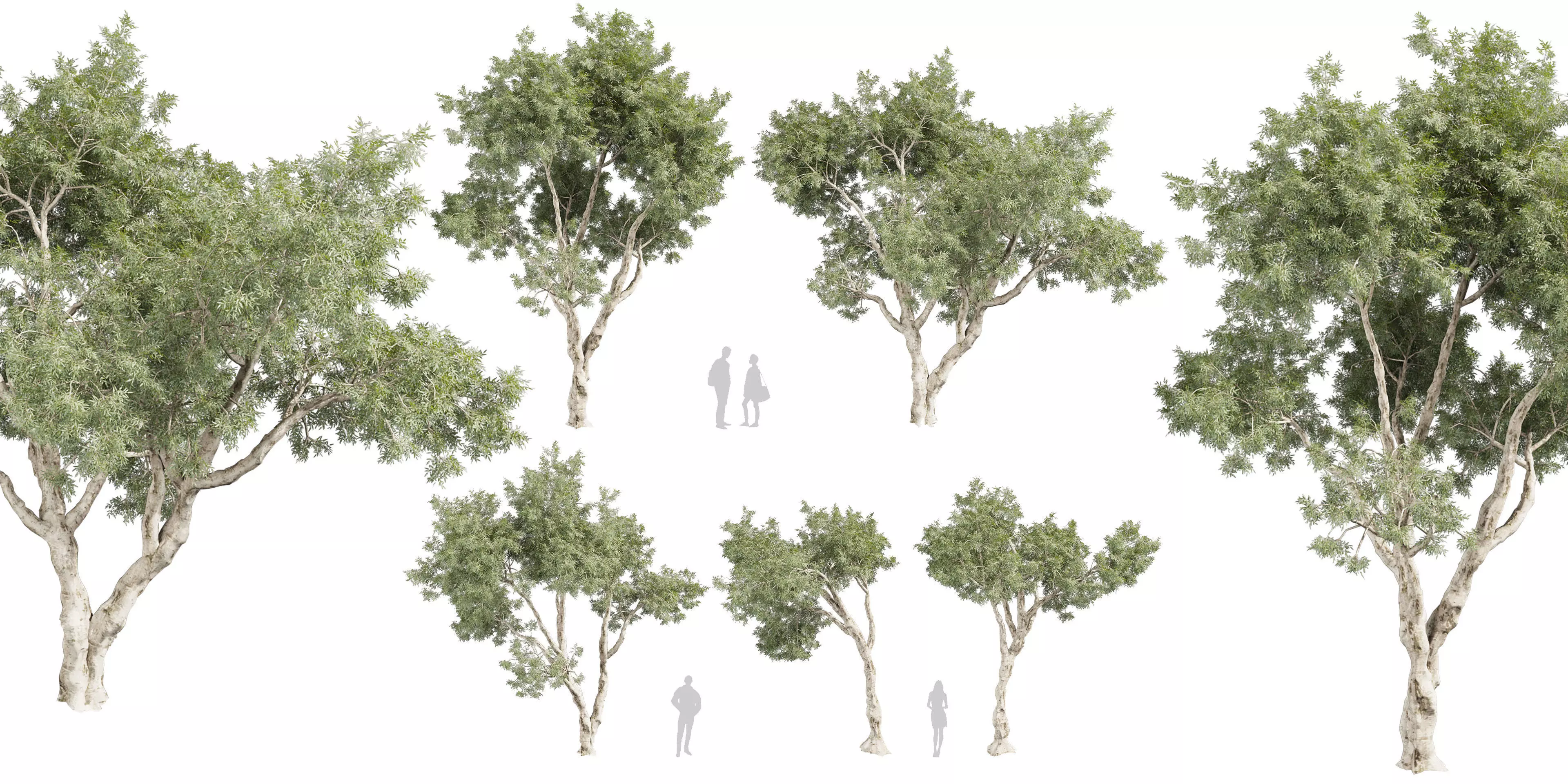 Collection plant vol 572 - Eucalyptus - Pauciflora - blender 3D model_0