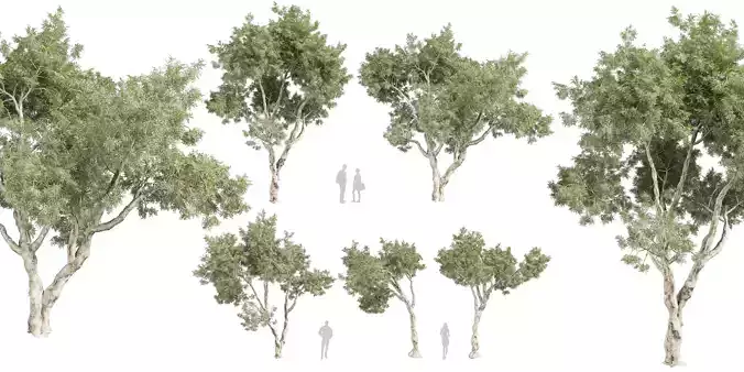 Collection plant vol 572 - Eucalyptus - Pauciflora - blender