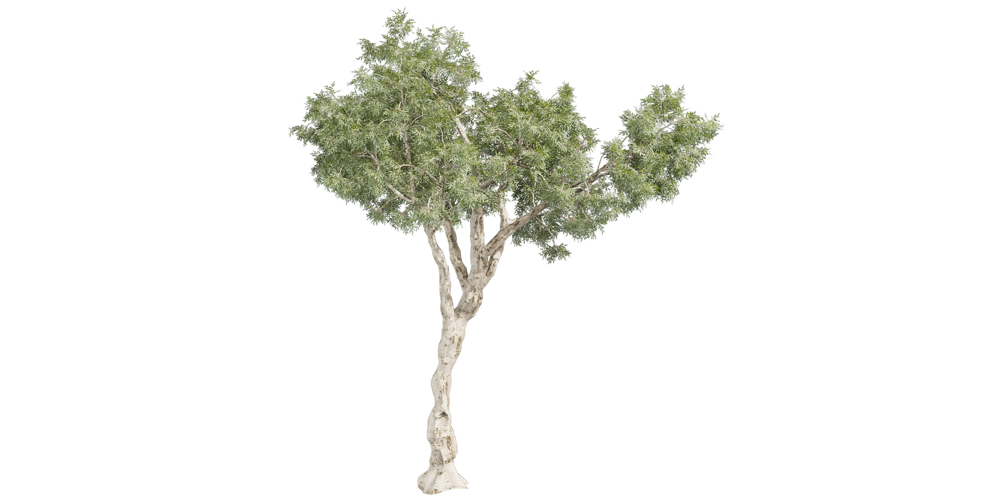 Collection plant vol 572 - Eucalyptus - Pauciflora - blender 3D model_5