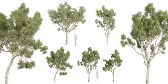 Collection plant vol 574 - Eucalyptus - Scoparia  - blender