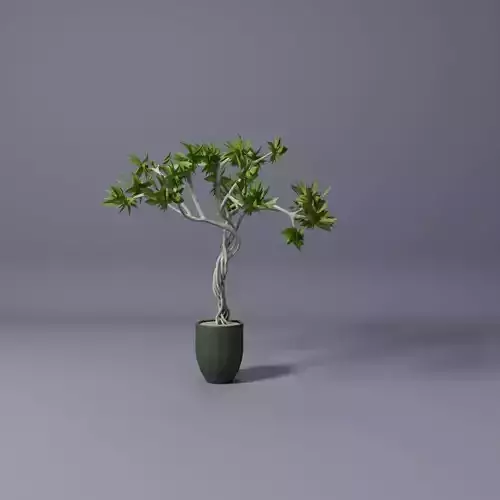 Benjamina ficus Tree