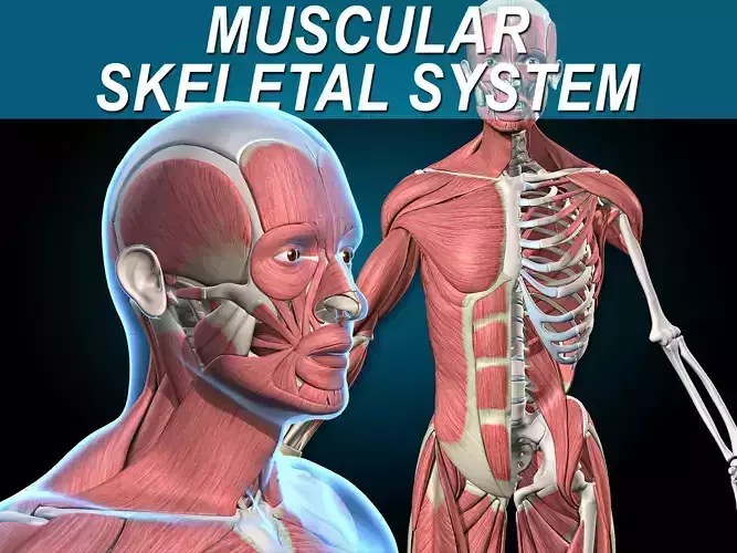 Muscles and Skeleton