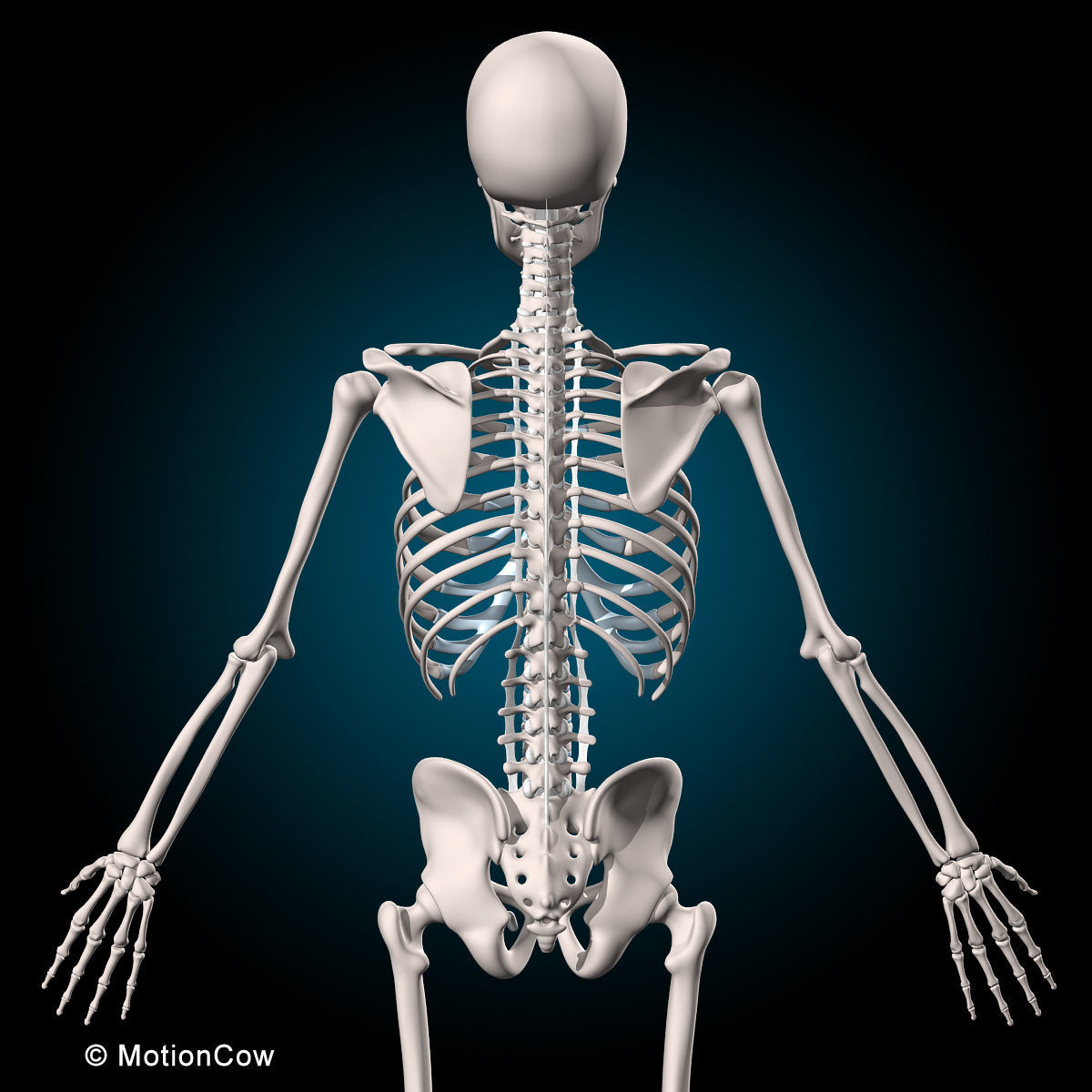 Muscles and Skeleton - Rigged 3D model_26