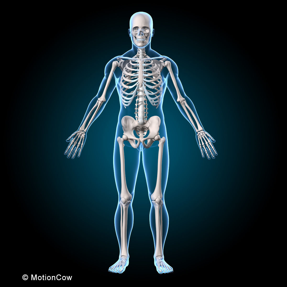 Muscles and Skeleton - Rigged 3D model_17