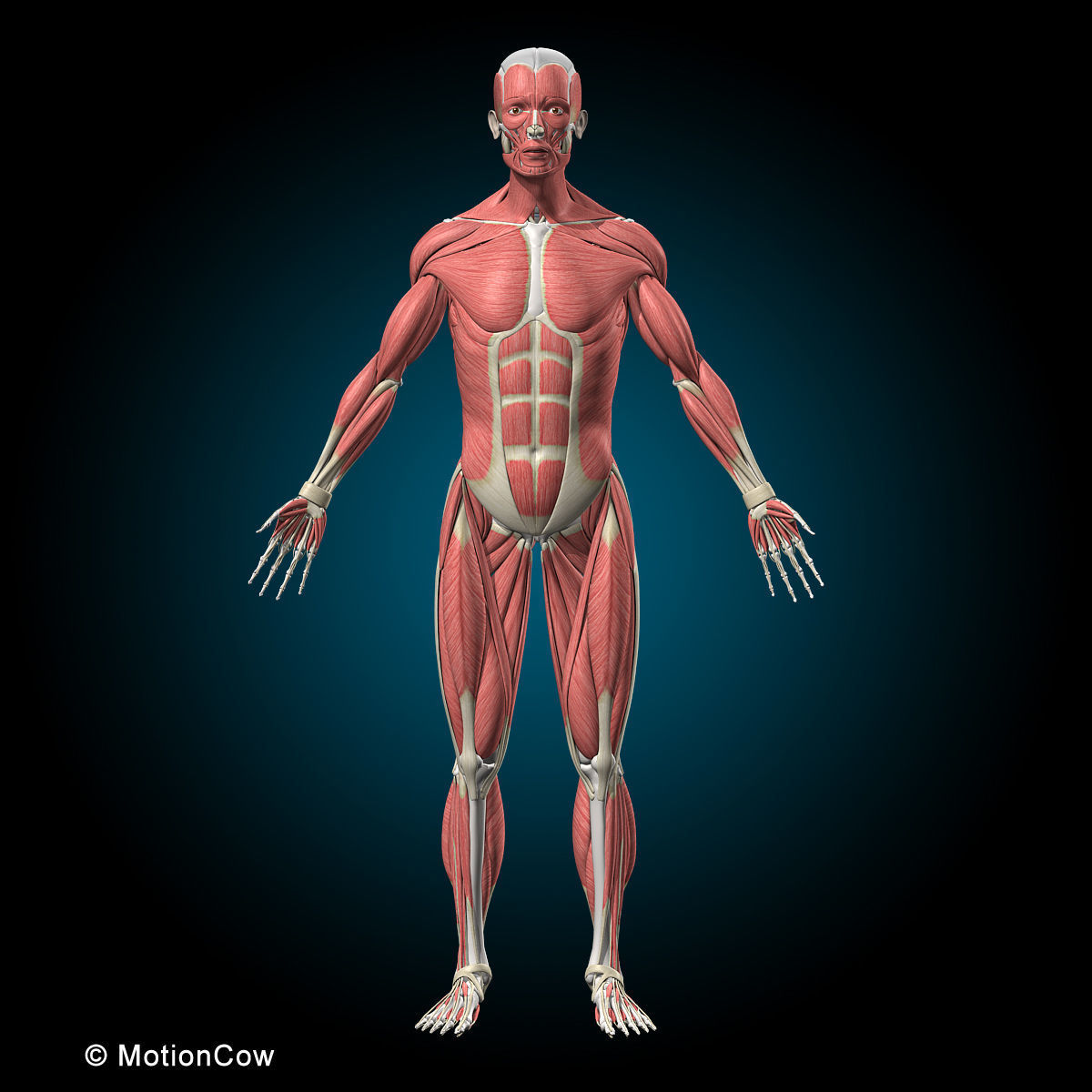 Muscles and Skeleton - Rigged 3D model_16