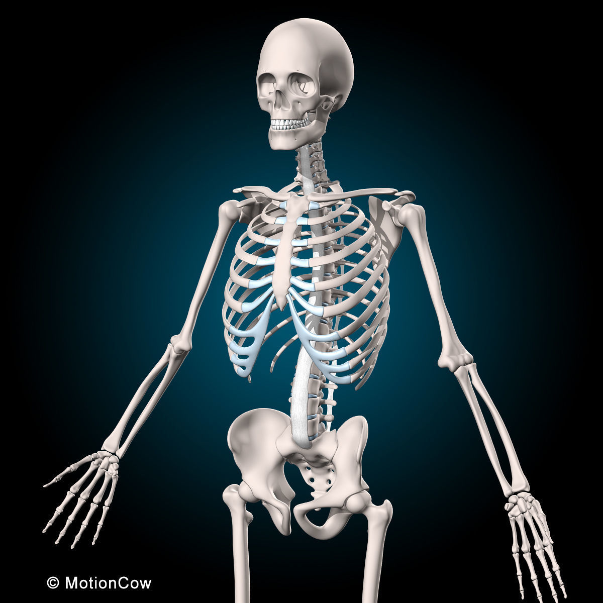 Muscles and Skeleton - Rigged 3D model_27