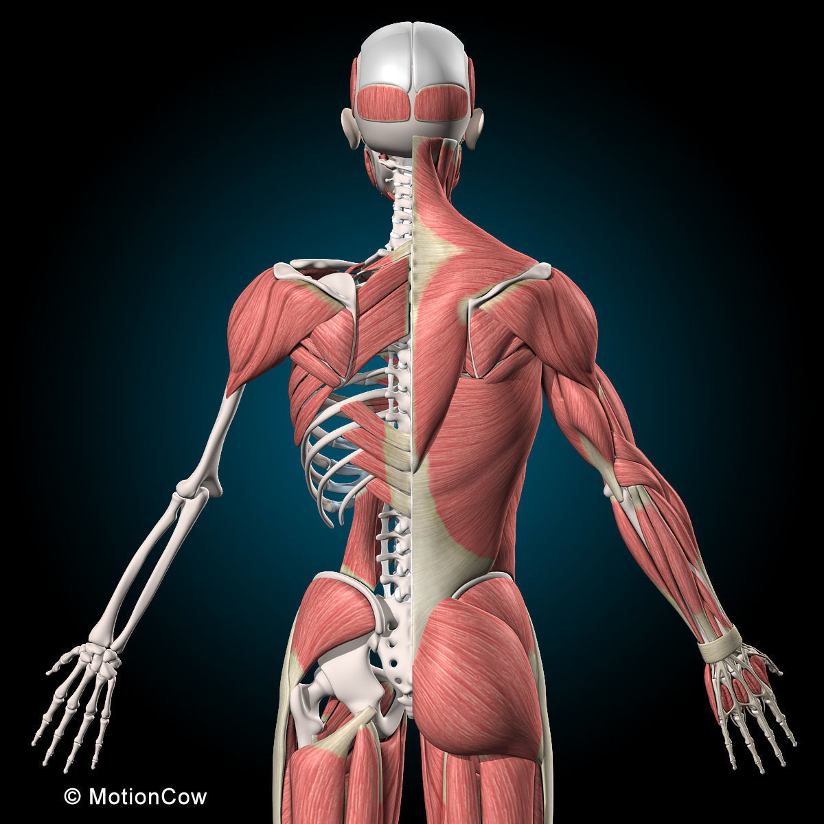 Muscles and Skeleton - Rigged 3D model_31