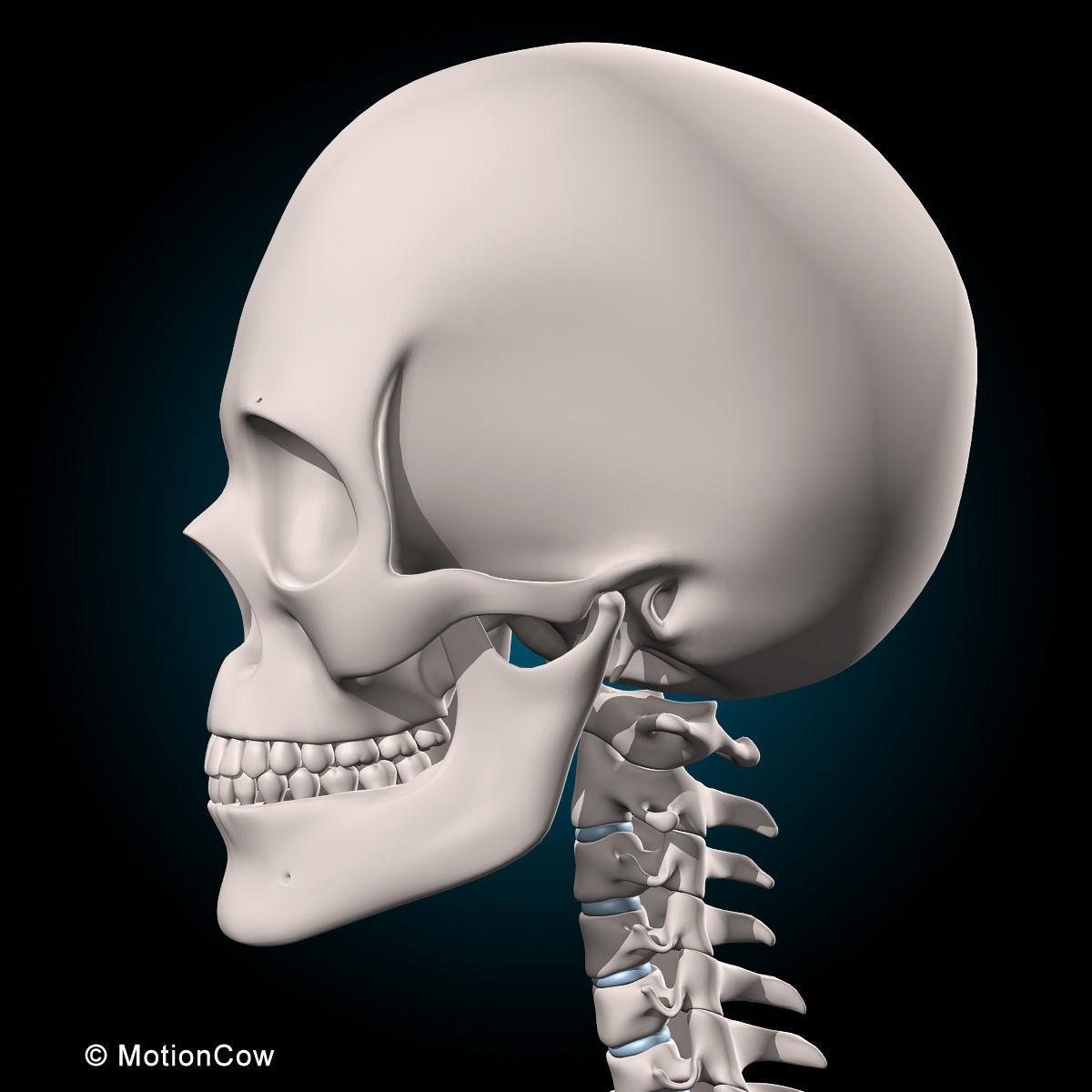 Muscles and Skeleton - Rigged 3D model_47