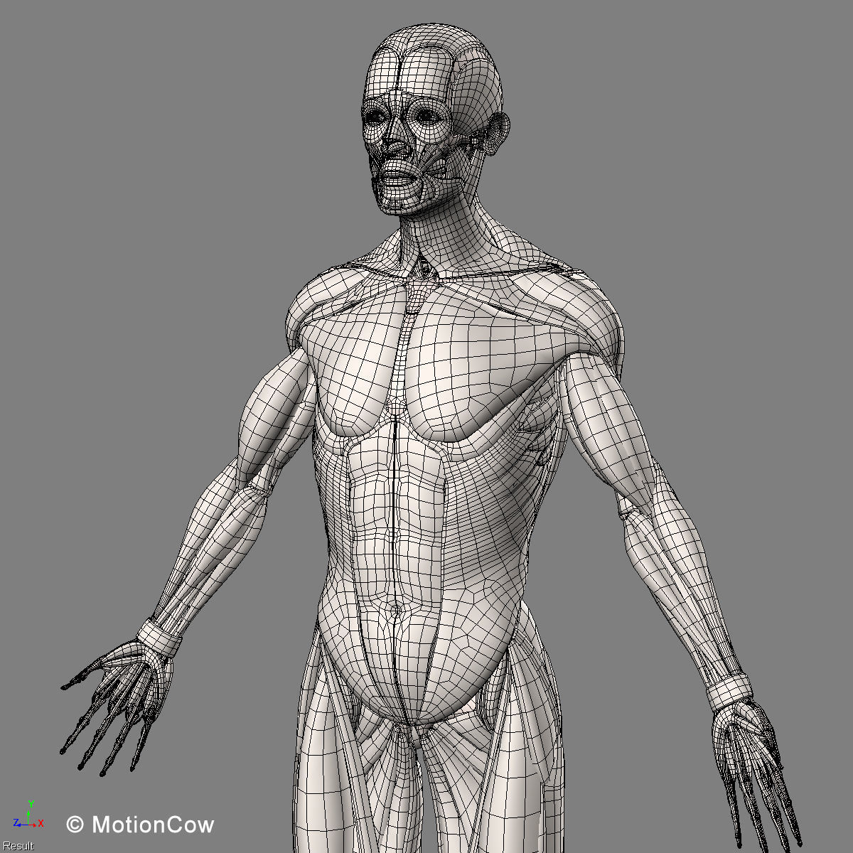 Muscles and Skeleton - Rigged 3D model_62