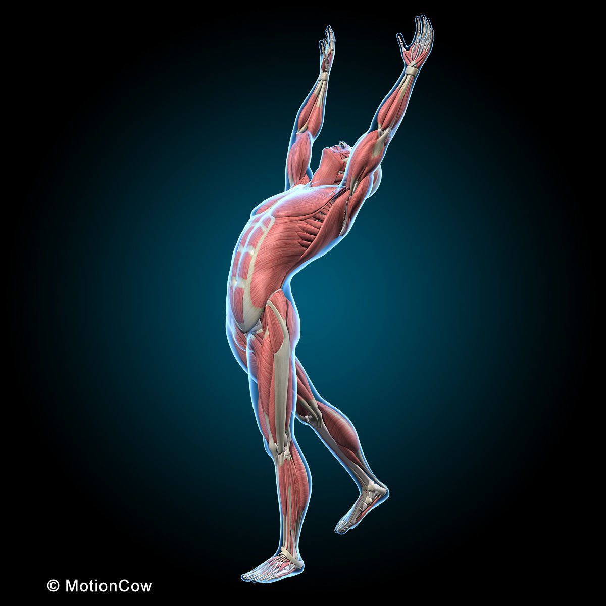 Muscles and Skeleton - Rigged 3D model_7