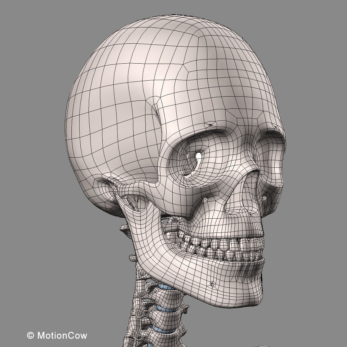 Muscles and Skeleton - Rigged 3D model_66