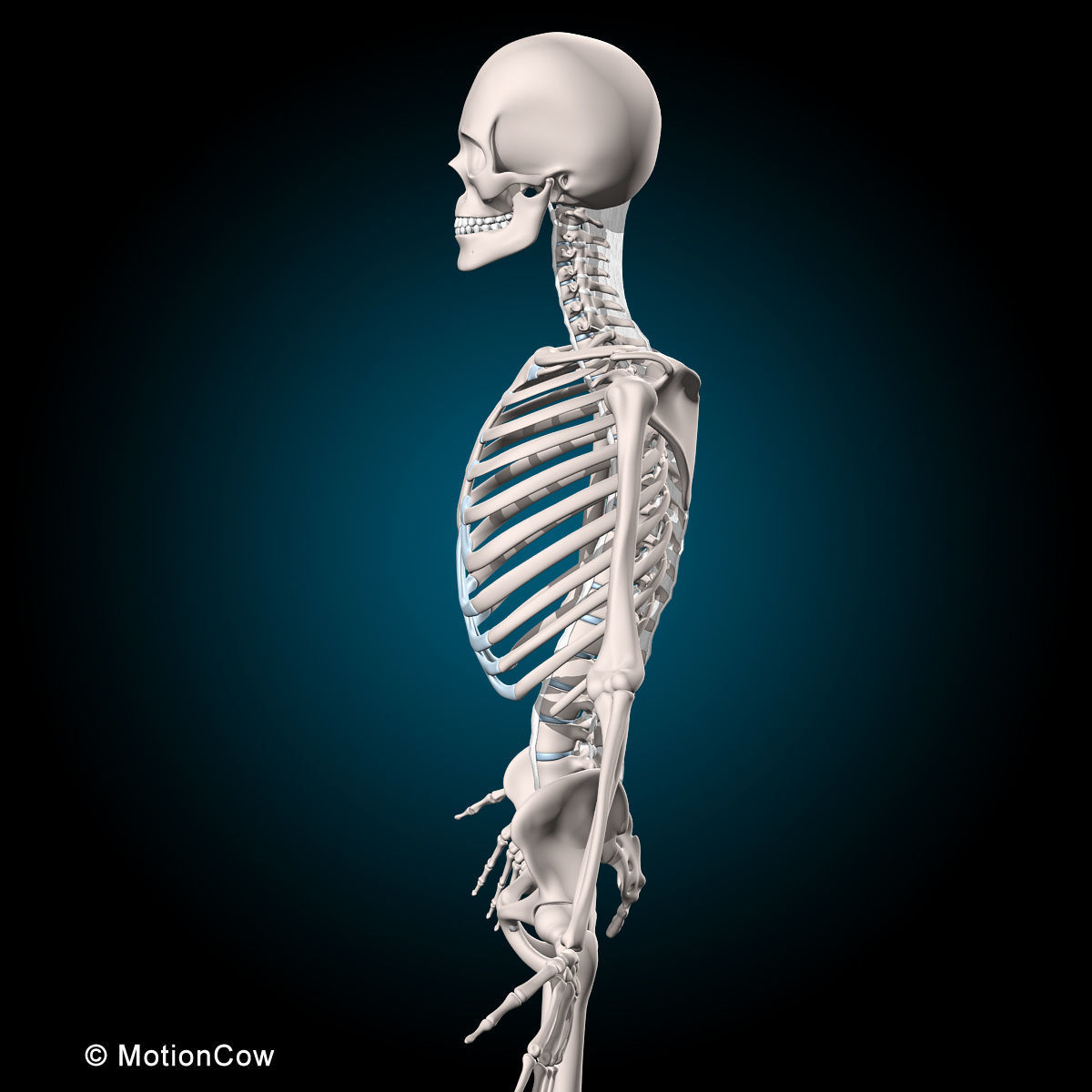 Muscles and Skeleton - Rigged 3D model_29