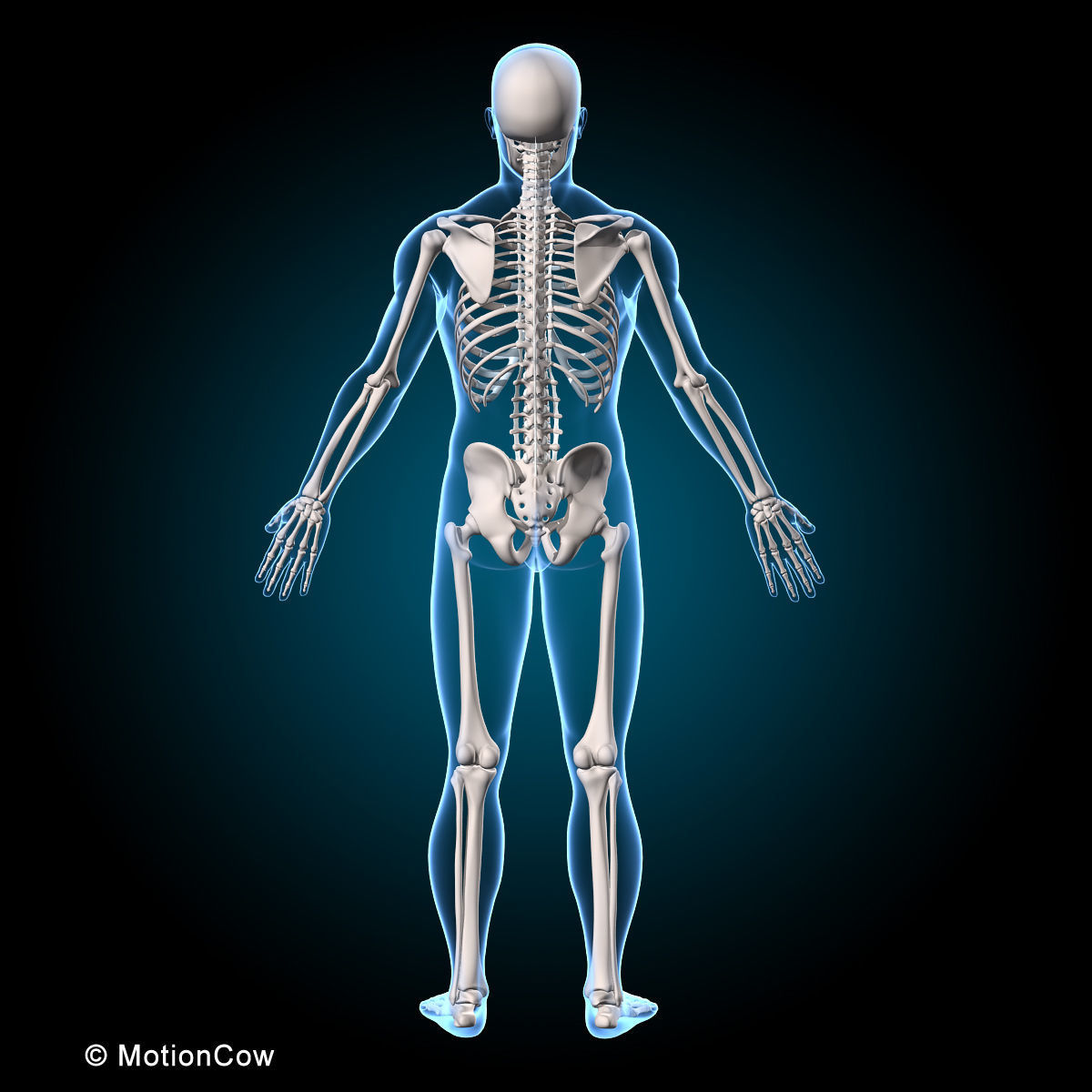 Muscles and Skeleton - Rigged 3D model_19