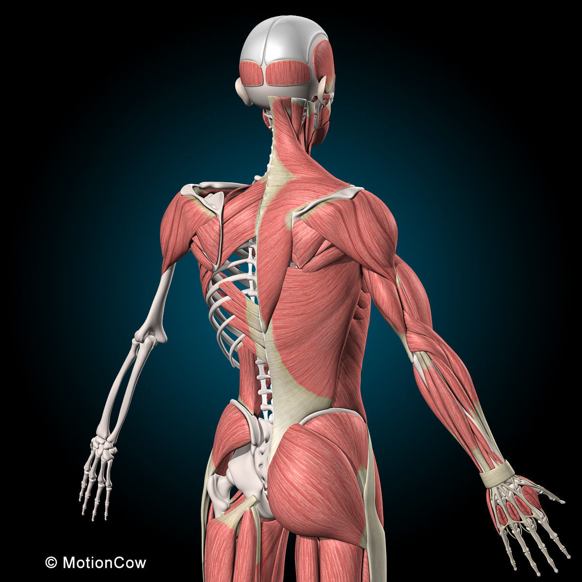 Muscles and Skeleton - Rigged 3D model_33