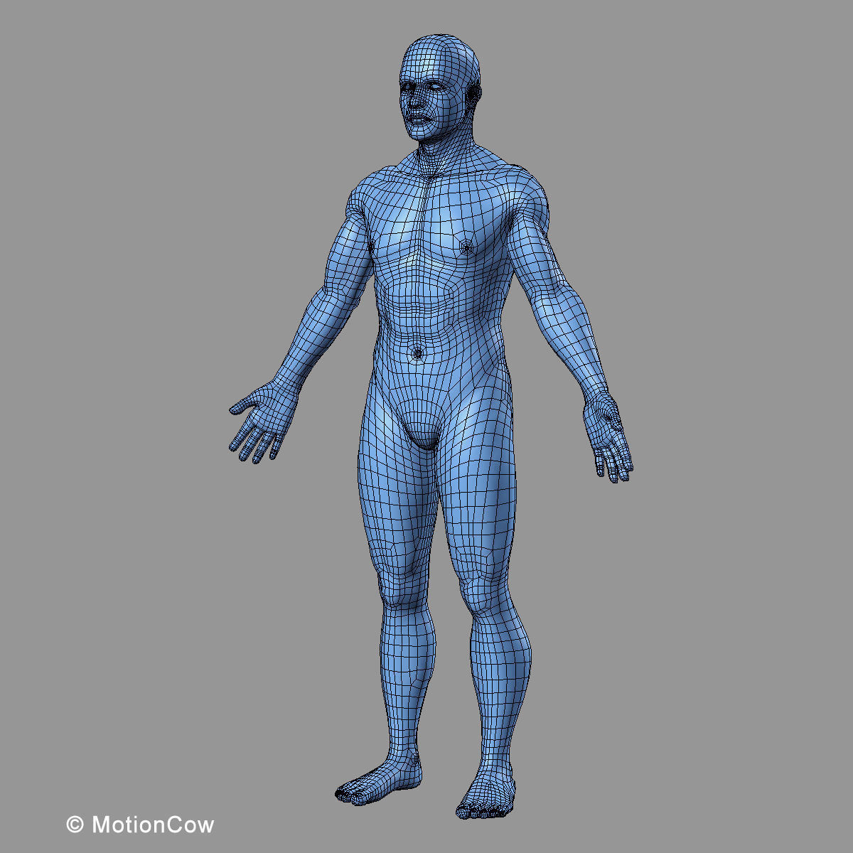 Muscles and Skeleton - Rigged 3D model_70