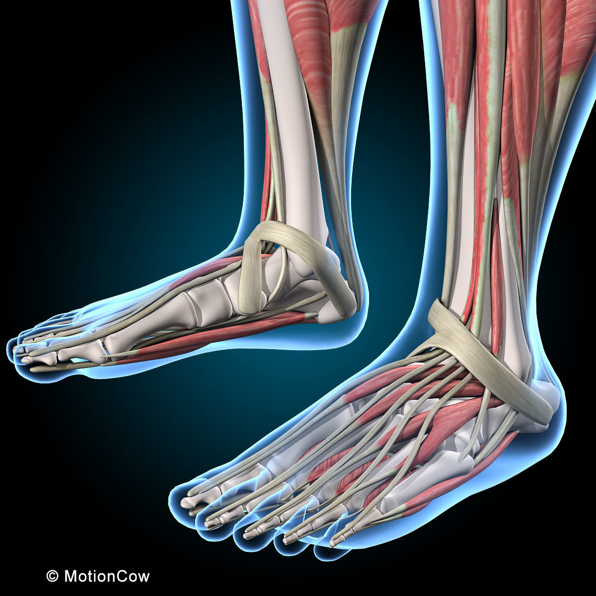 Muscles and Skeleton - Rigged 3D model_36