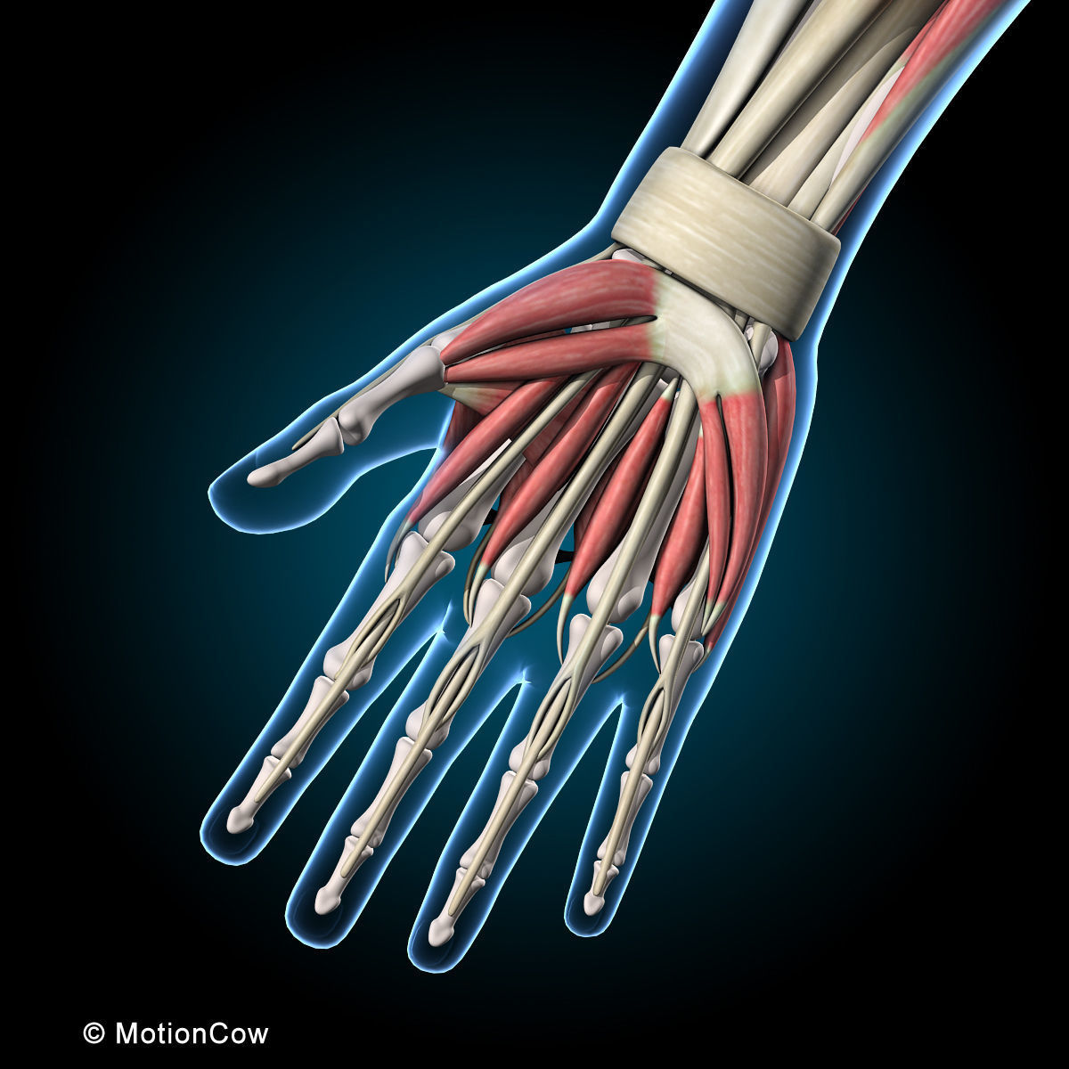 Muscles and Skeleton - Rigged 3D model_37