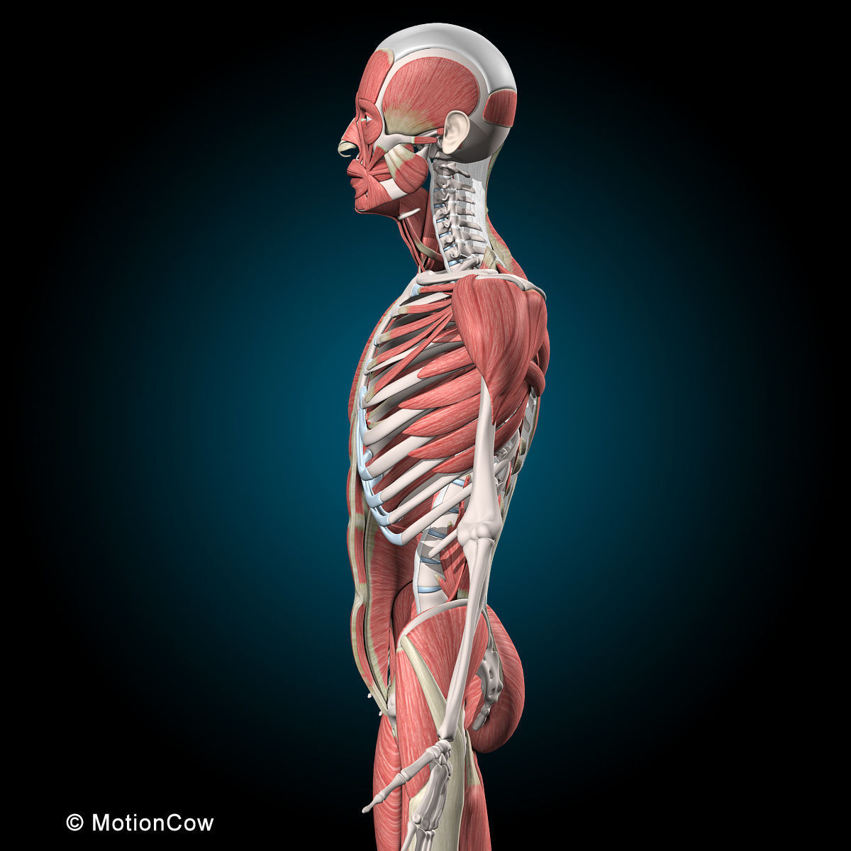 Muscles and Skeleton - Rigged 3D model_35