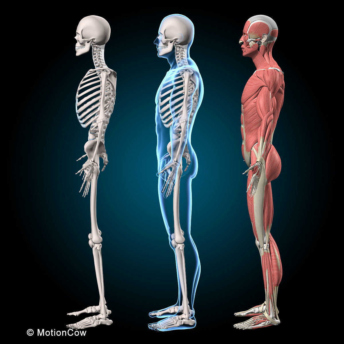 Muscles and Skeleton - Rigged 3D model_13