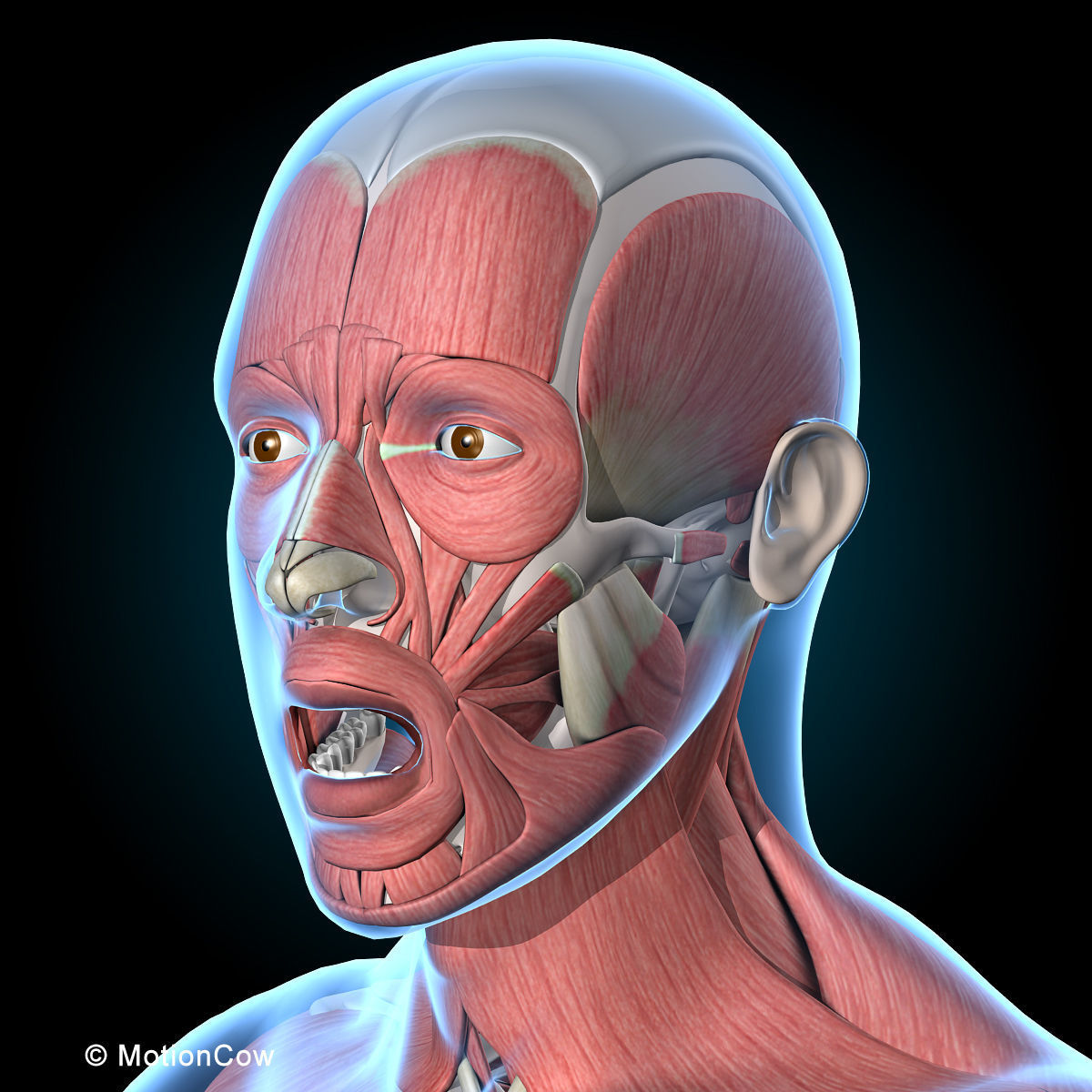 Muscles and Skeleton - Rigged 3D model_41