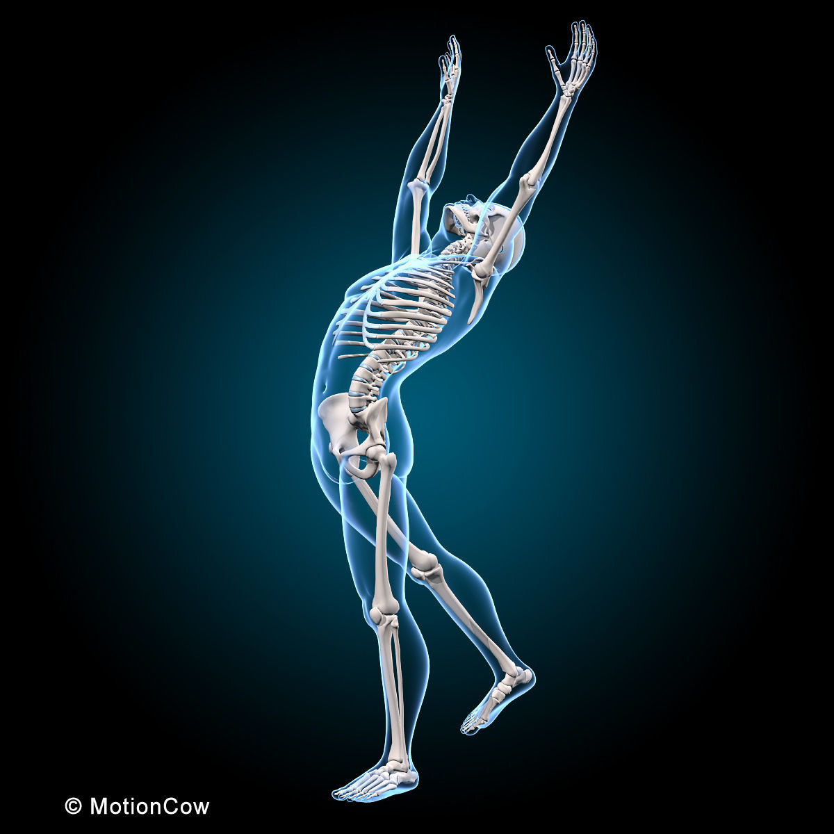 Muscles and Skeleton - Rigged 3D model_8
