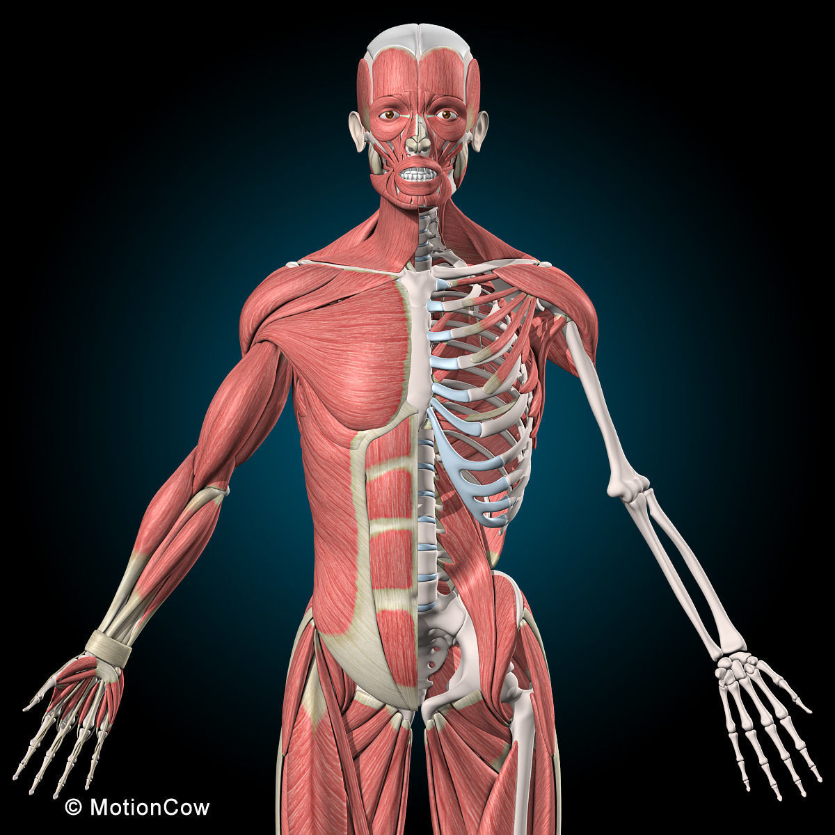 Muscles and Skeleton - Rigged 3D model_30