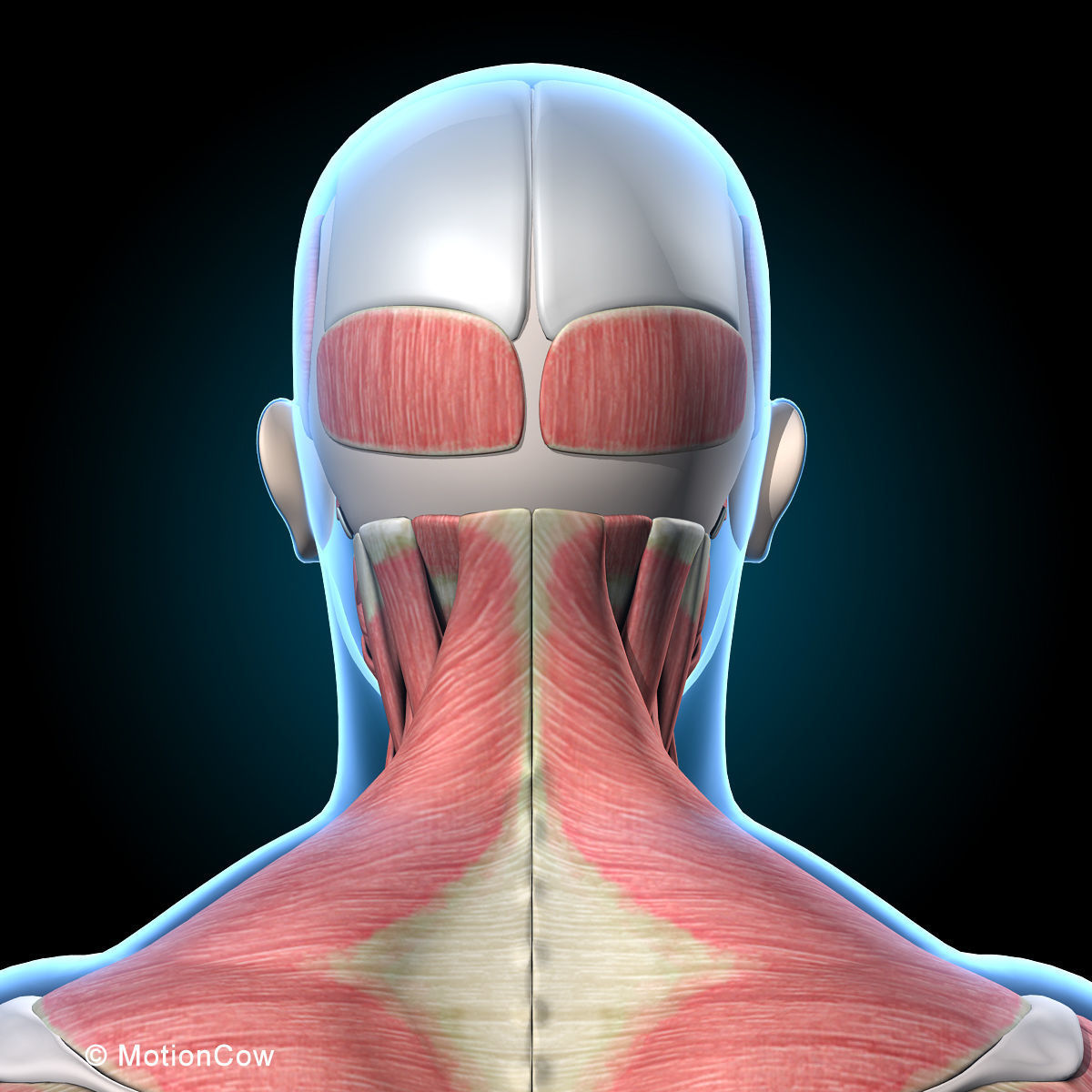 Muscles and Skeleton - Rigged 3D model_43