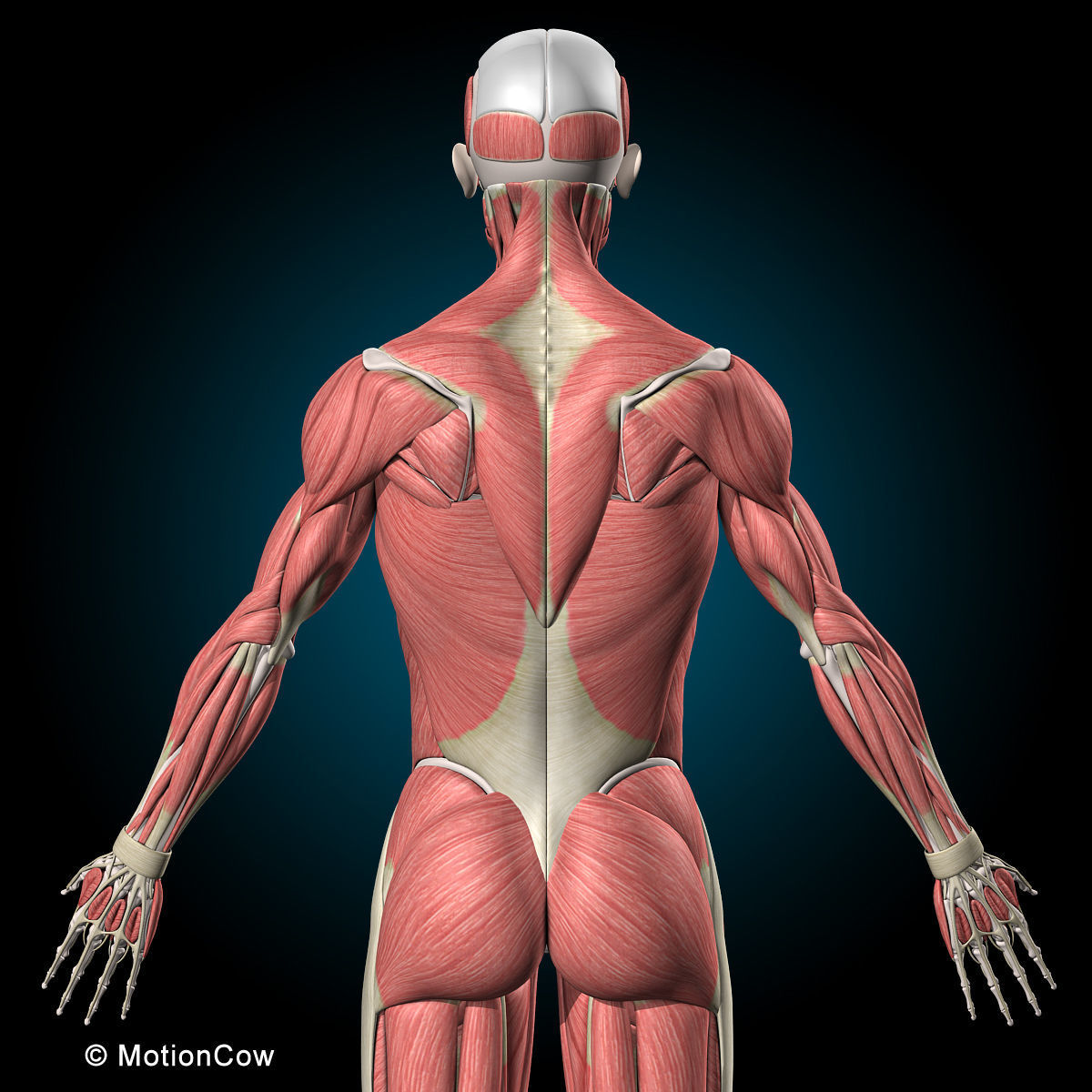 Muscles and Skeleton - Rigged 3D model_21