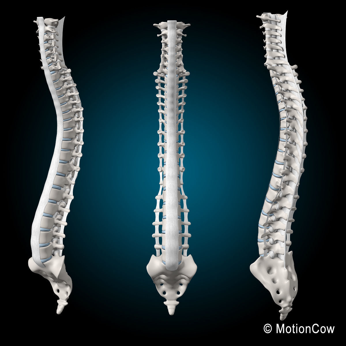Muscles and Skeleton - Rigged 3D model_55