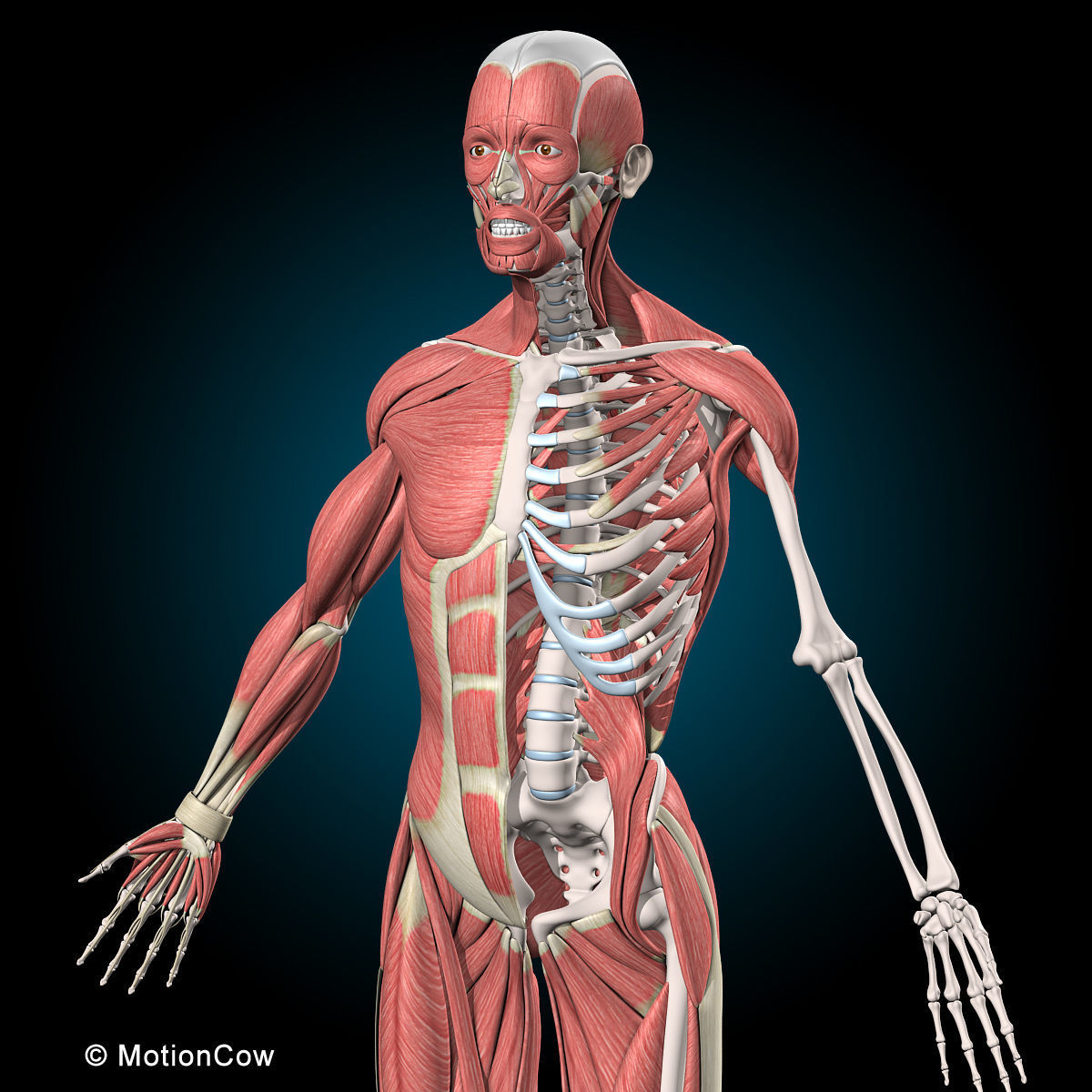 Muscles and Skeleton - Rigged 3D model_32
