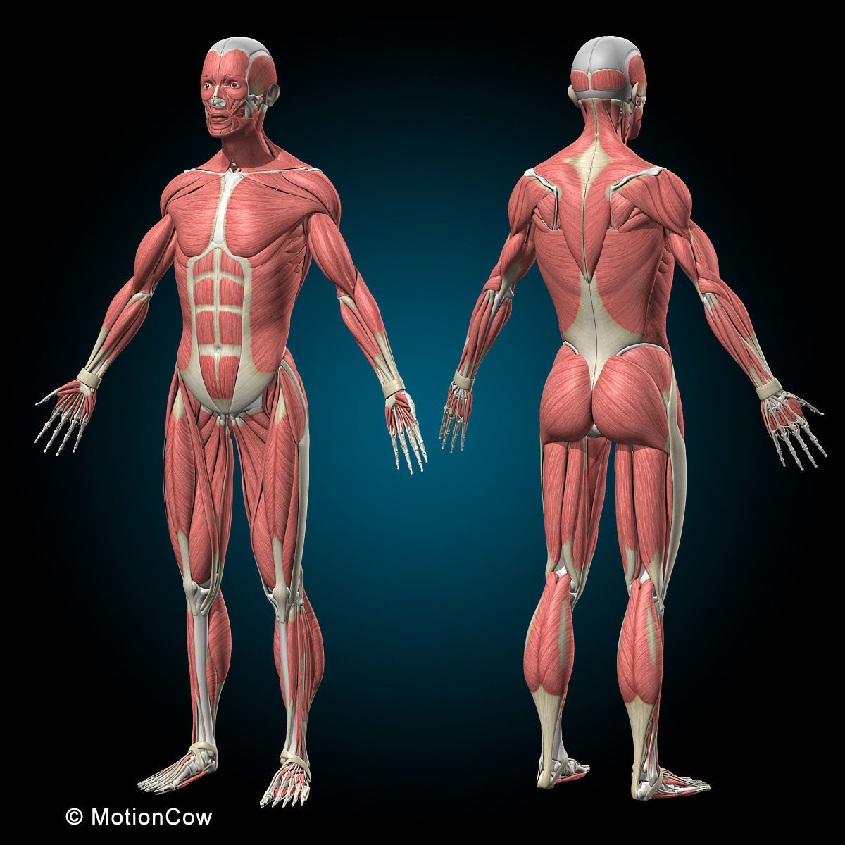 Muscles and Skeleton - Rigged 3D model_14