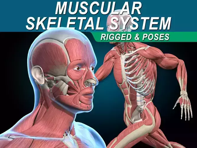 Muscles and Skeleton - Rigged 3D model