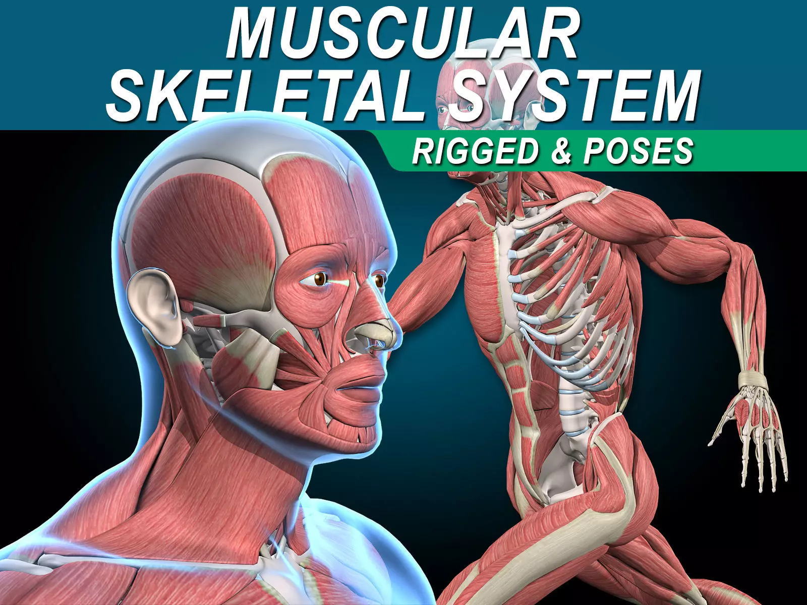 Muscles and Skeleton - Rigged 3D model_0