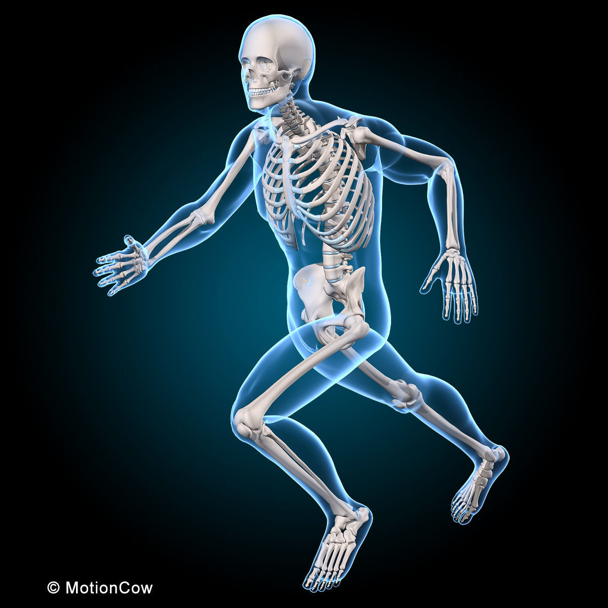 Muscles and Skeleton - Rigged 3D model_12