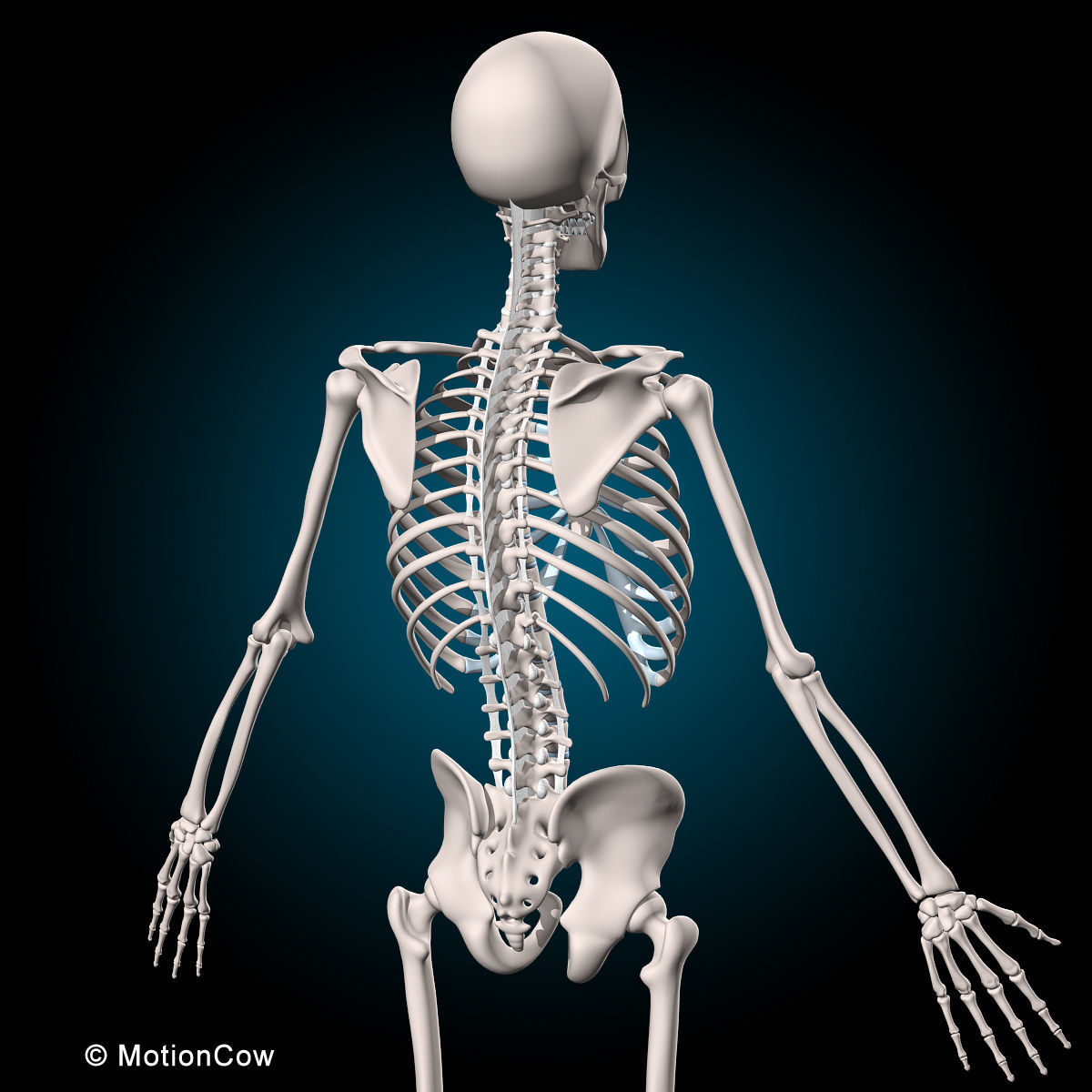Muscles and Skeleton - Rigged 3D model_28