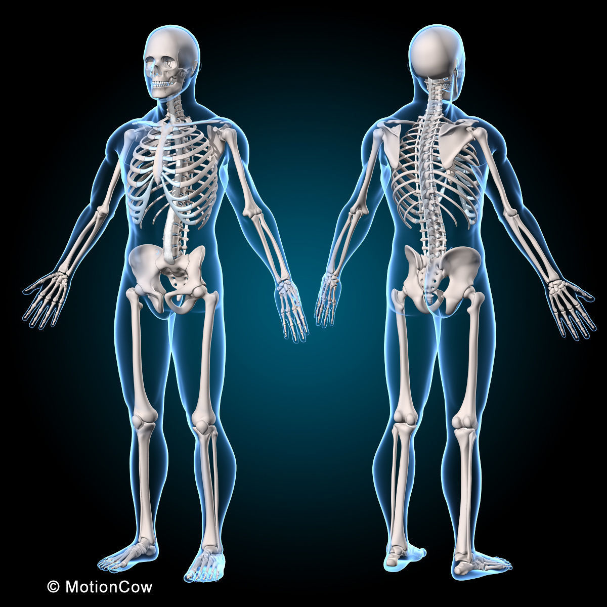 Muscles and Skeleton - Rigged 3D model_15