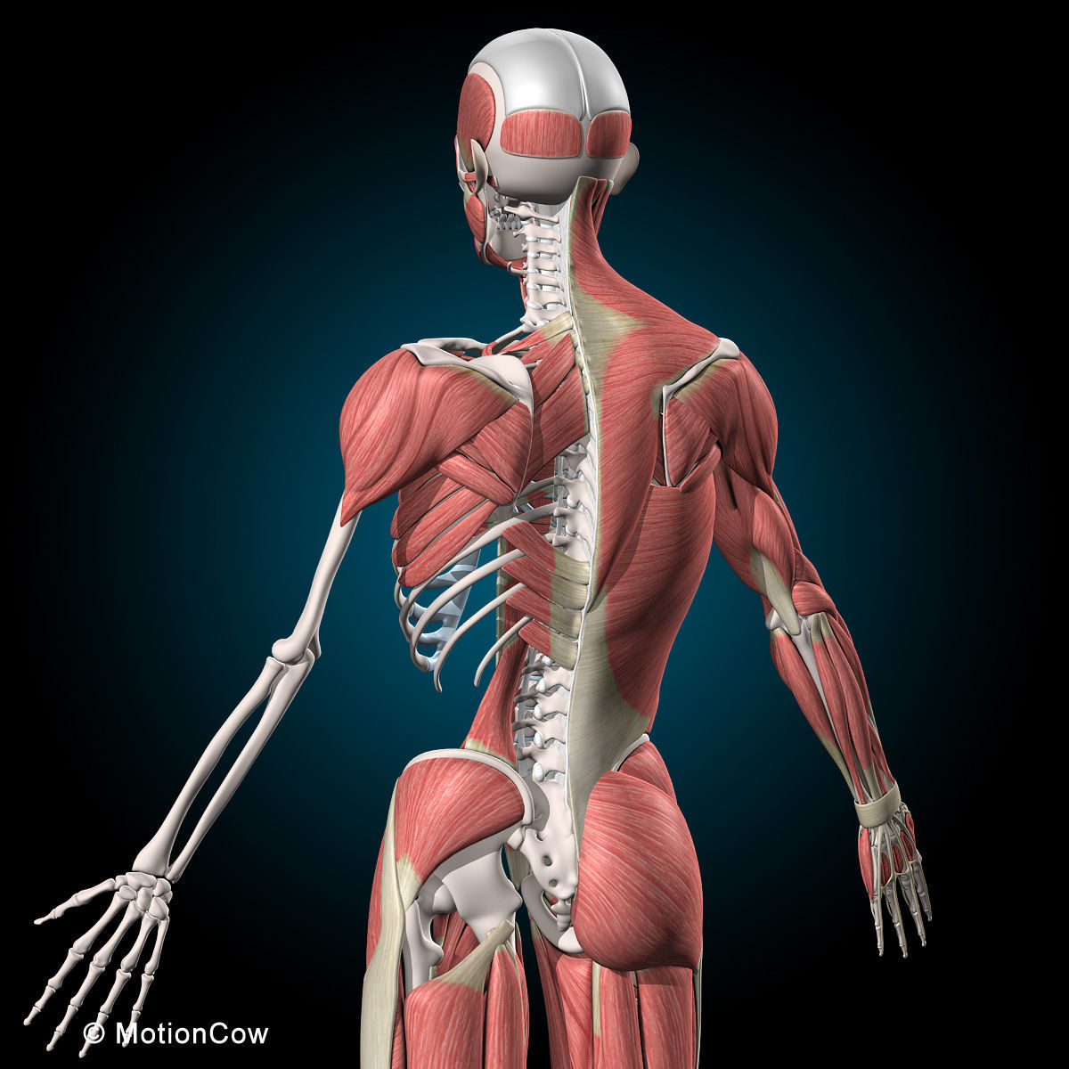 Muscles and Skeleton - Rigged 3D model_34